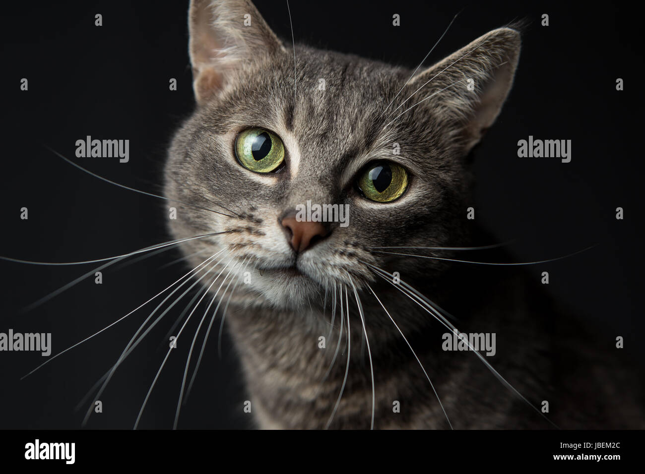 grey cat green eyes Stock Photo Alamy