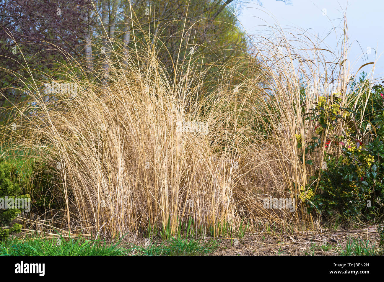 trockenes Schilf im Garten Stock Photo Alamy