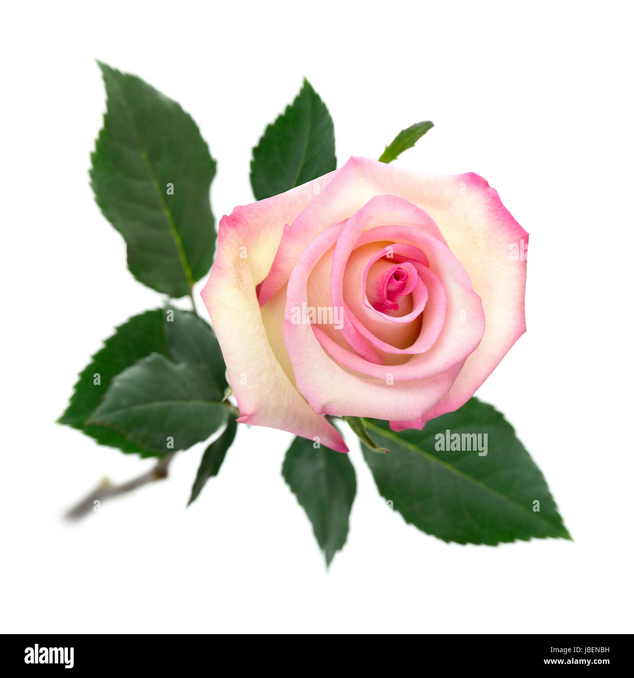 Eine aufgeblühte rosa Rose mit Stängel und Blättern auf rein-weißem Hintergrund Stock Photo