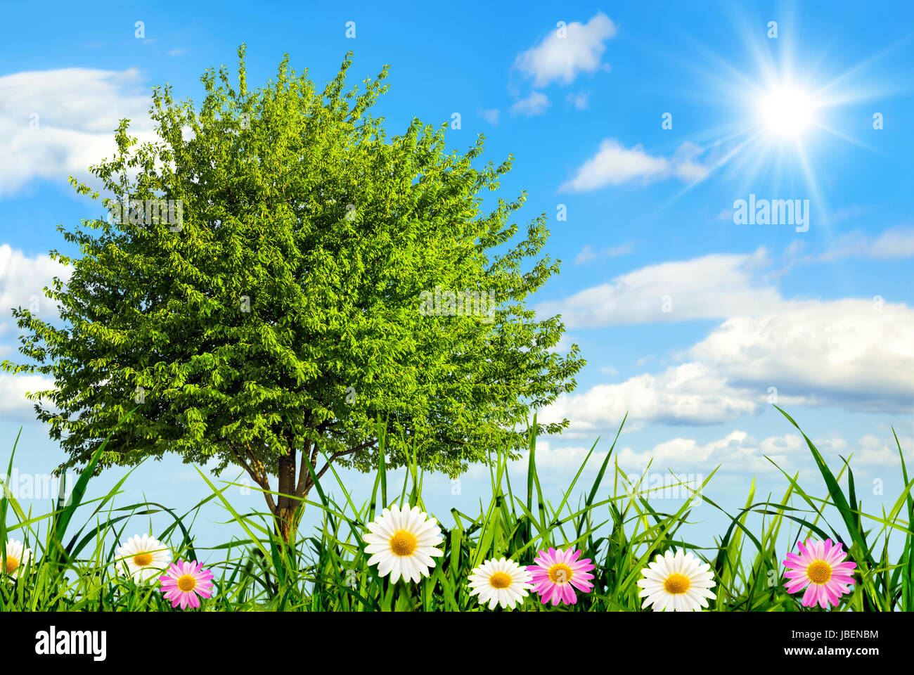 Gras, Blümchen und ein Baum, mit blauem Himmel und Sonne im Hintergrund Stock Photo