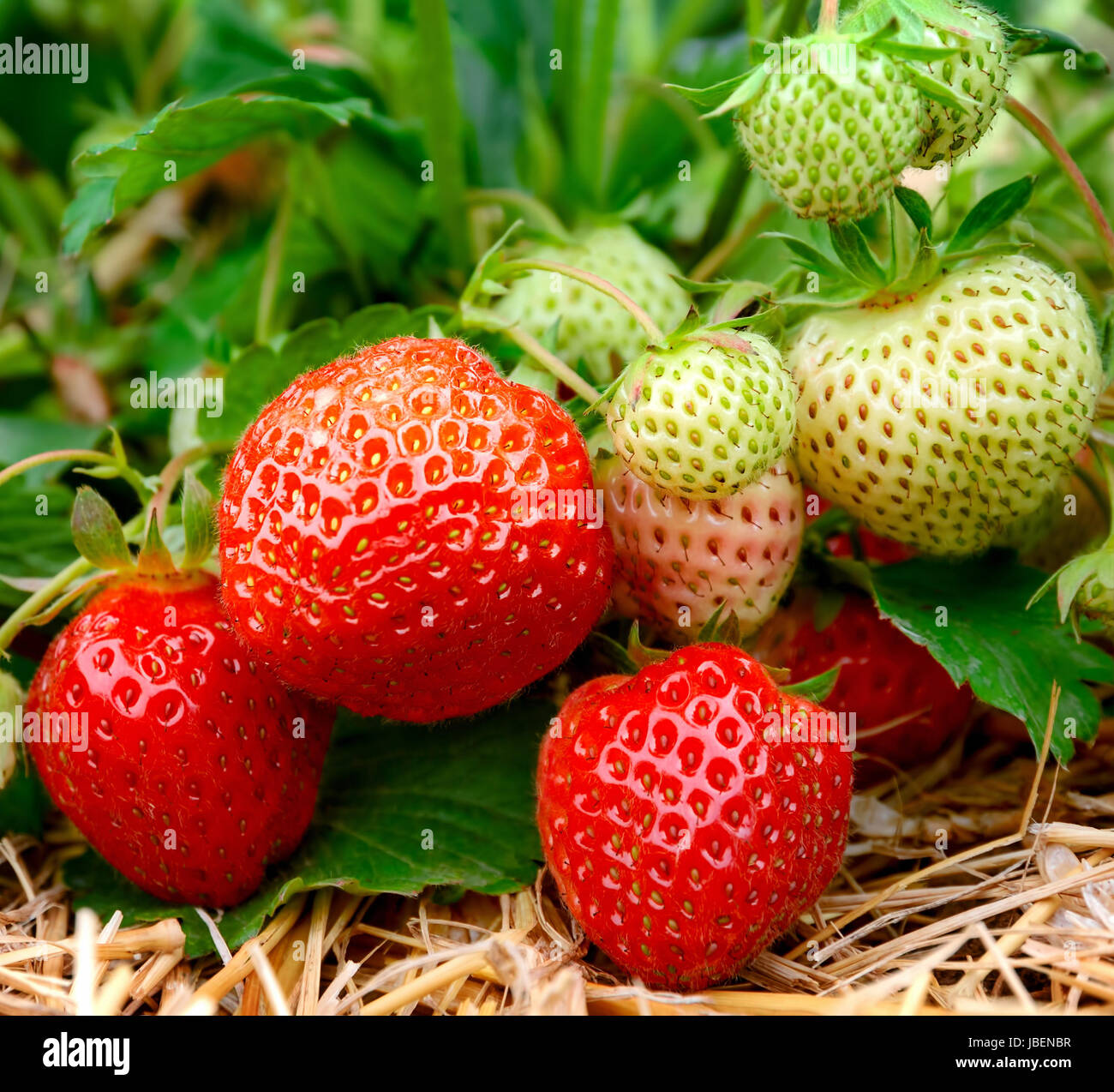 Reife und unreife Erdbeeren am Strauch Stock Photo