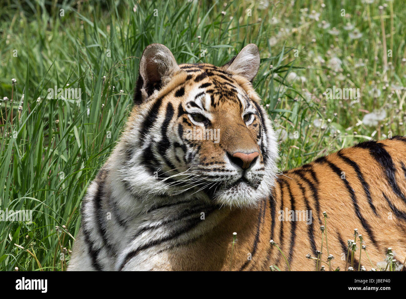 North china tiger hi-res stock photography and images - Alamy