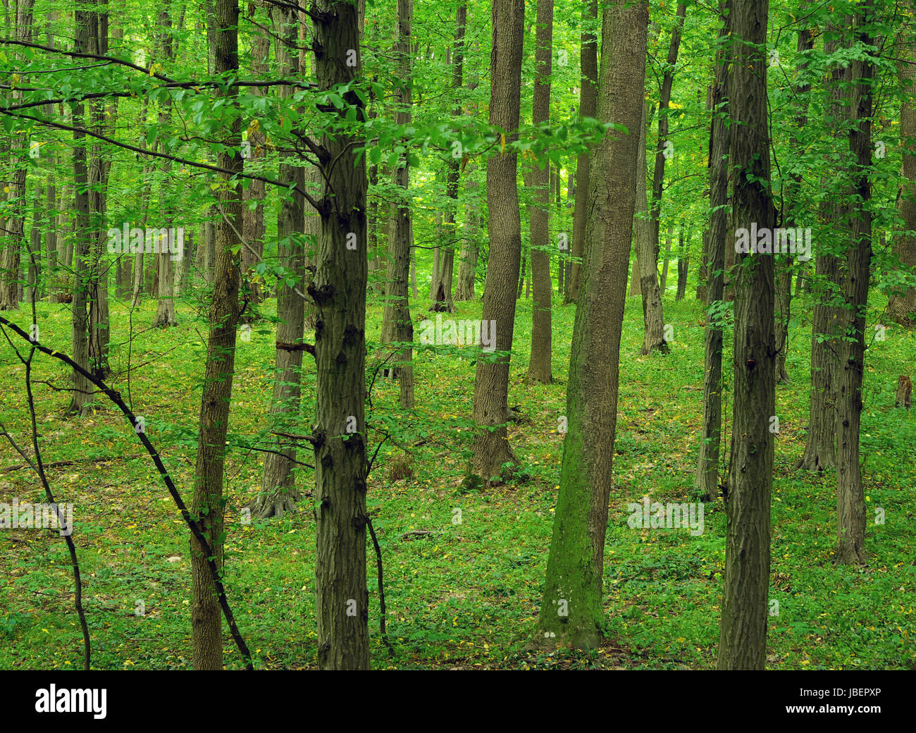 forest trees. nature green wood backgrounds Stock Photo - Alamy