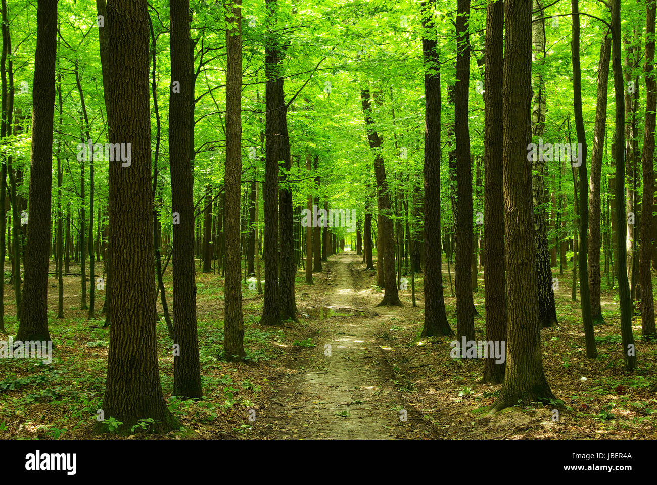 a path is in the green forest Stock Photo - Alamy