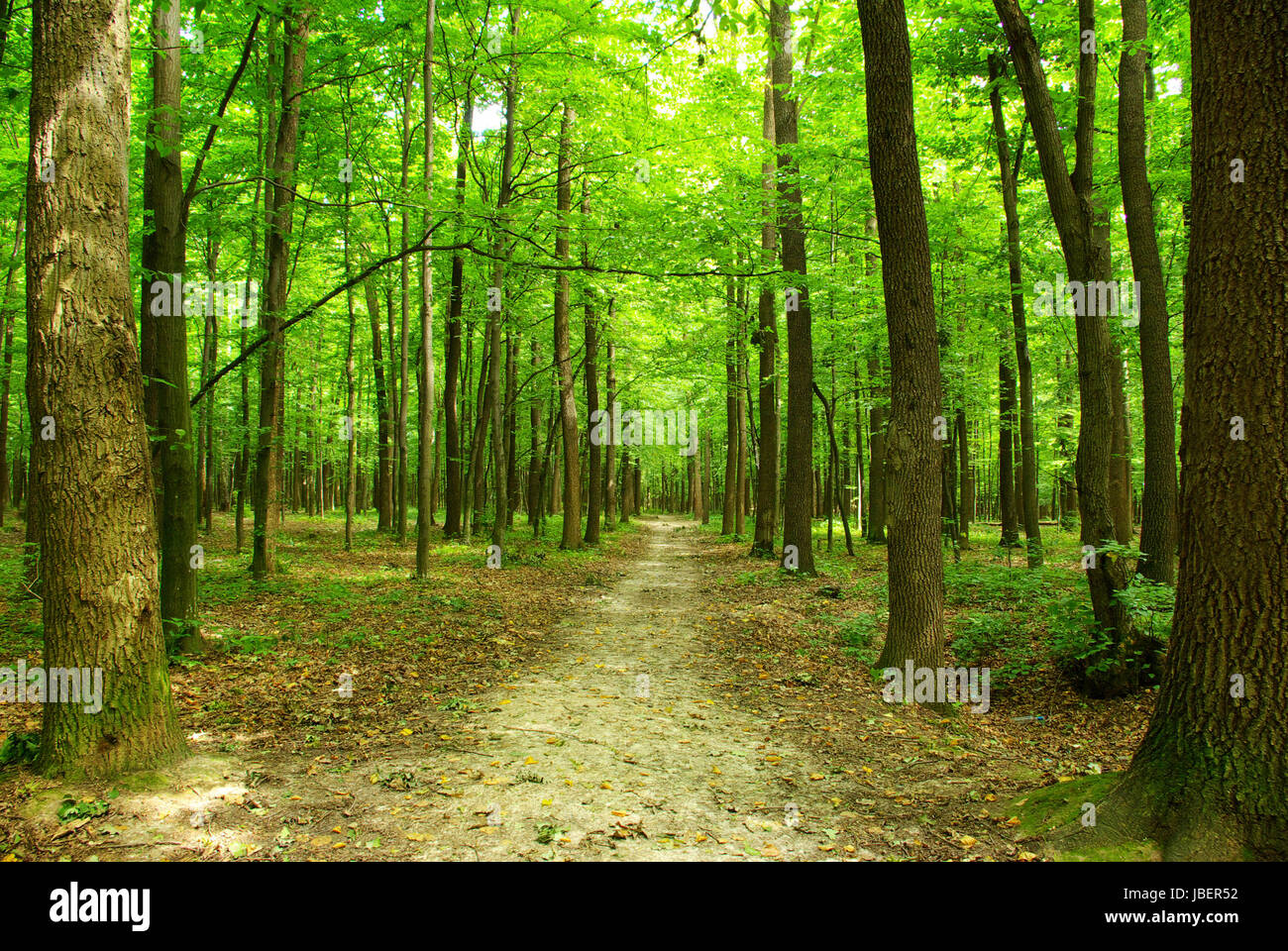 a path is in the green forest Stock Photo - Alamy