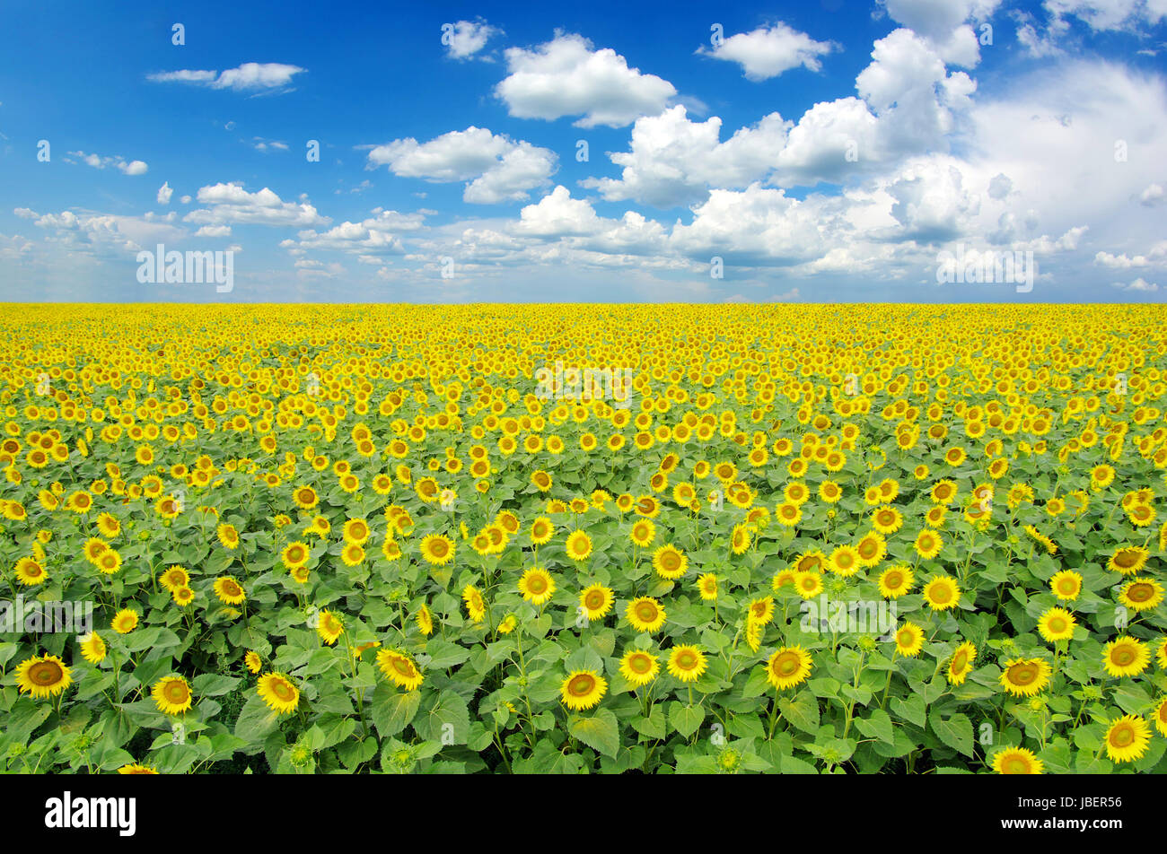sunflower field over cloudy blue sky Stock Photo - Alamy