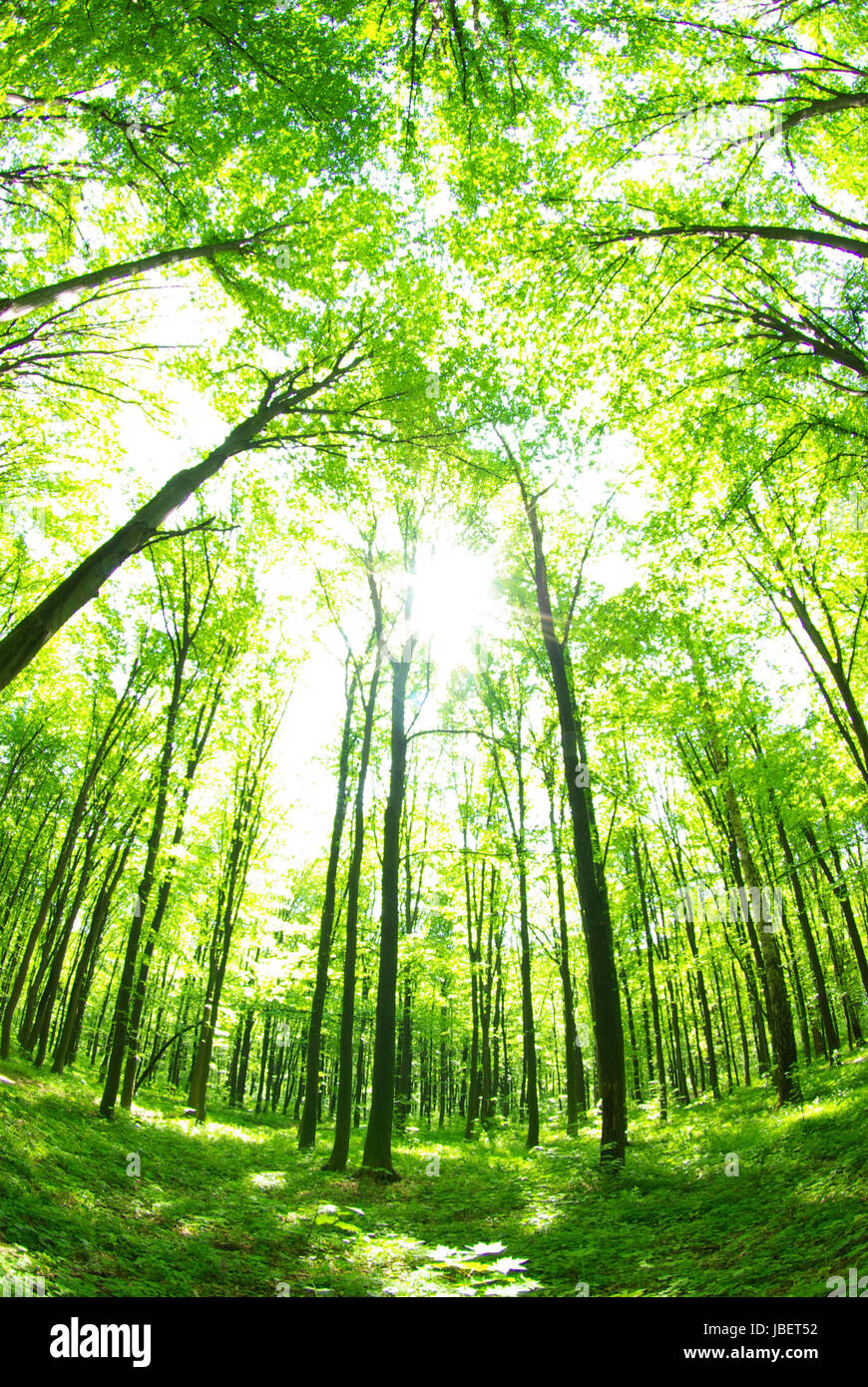 Early morning sun in the forest Stock Photo - Alamy