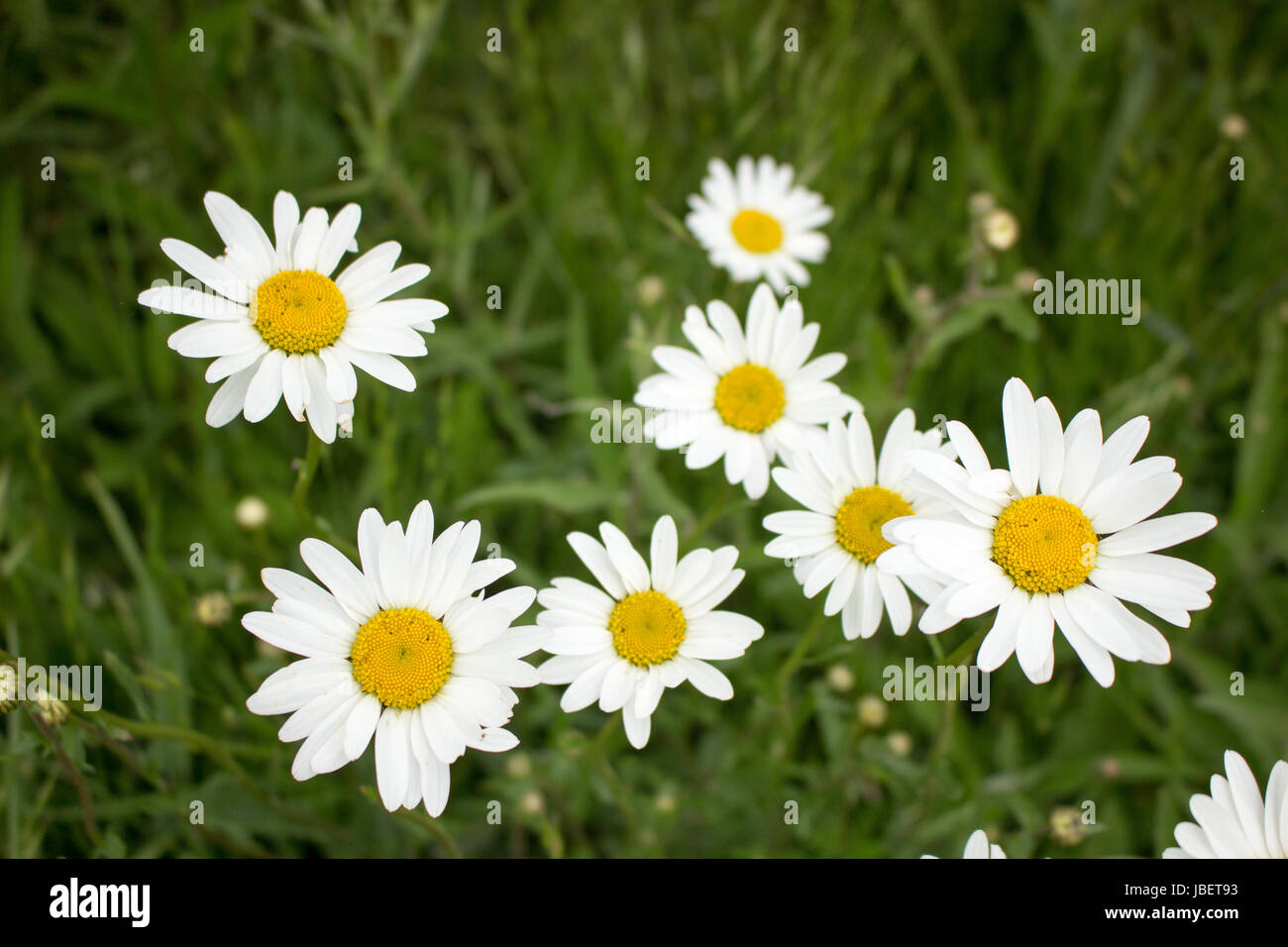 Oxeye daisy growing on hillside in Devon Stock Photo Alamy
