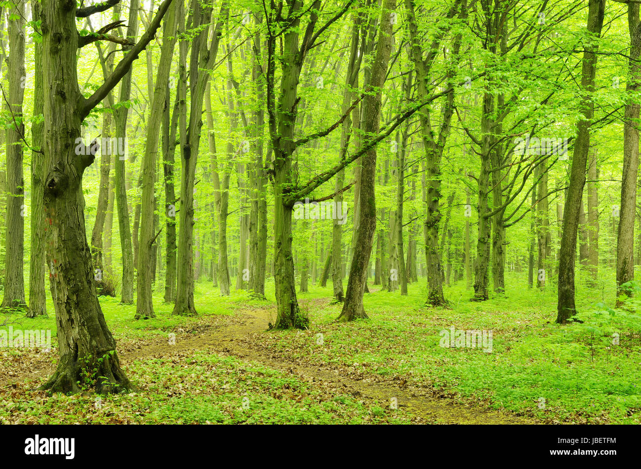 green forest background in a sunny day Stock Photo - Alamy