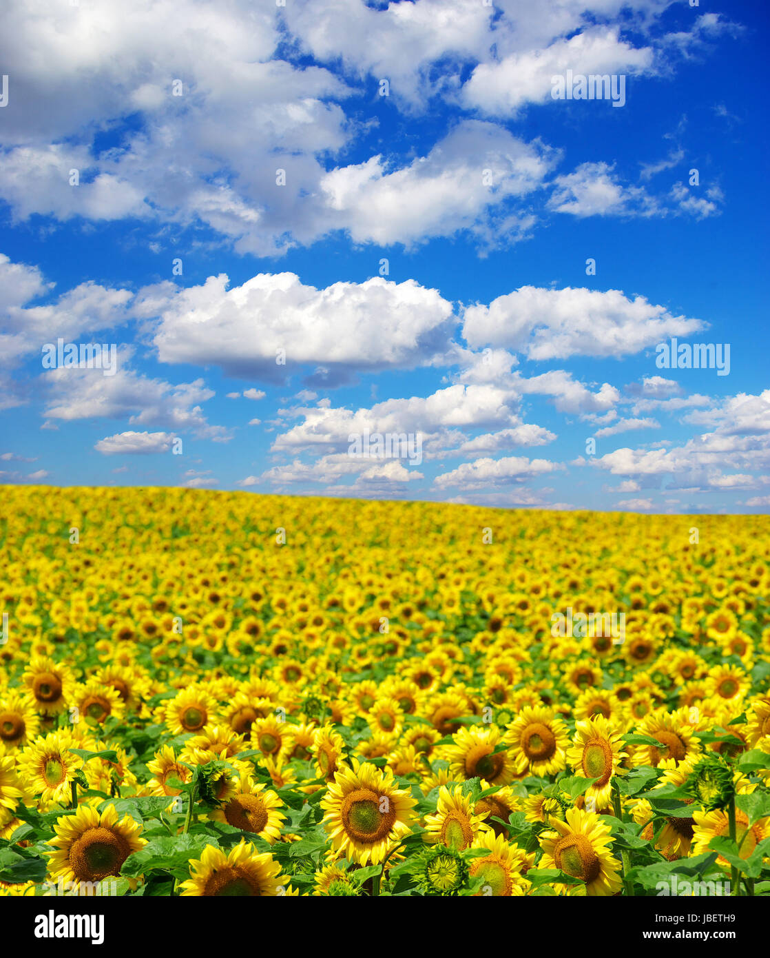 sunflower field over cloudy blue sky Stock Photo - Alamy