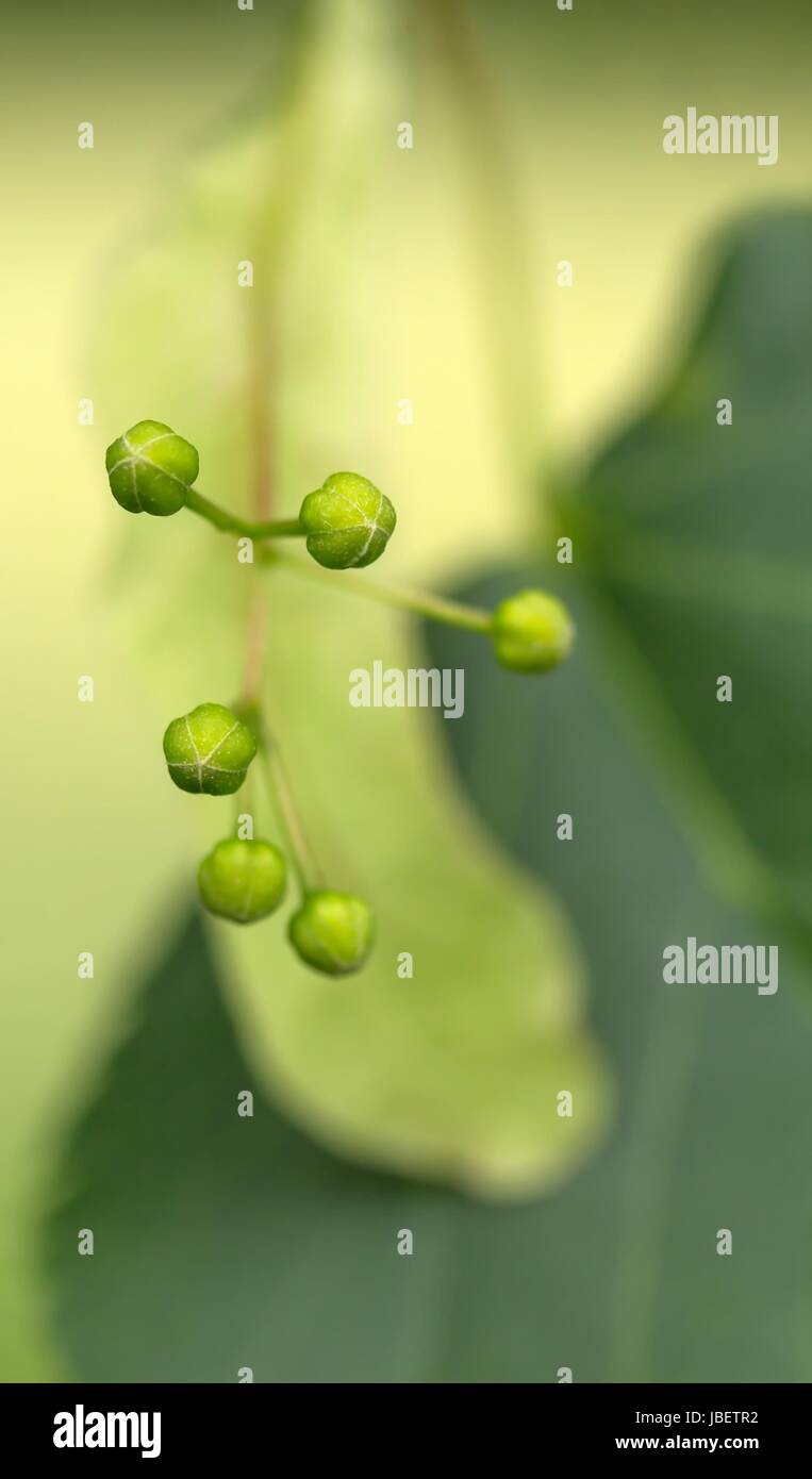 Pale Green And Dark Green