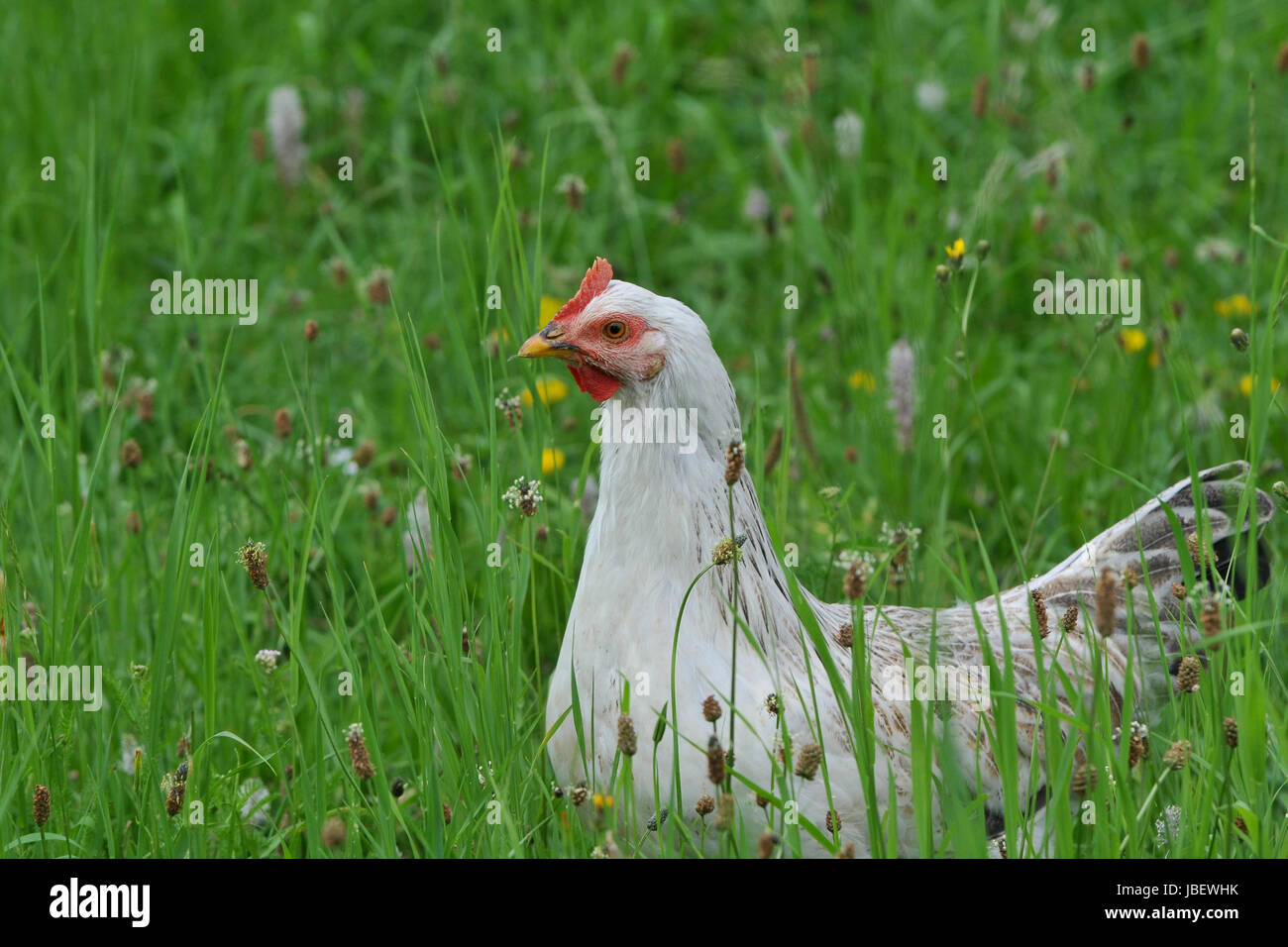 Free Range Chickens Stock Photo Alamy free-range-chickens-stock-photo-alamy