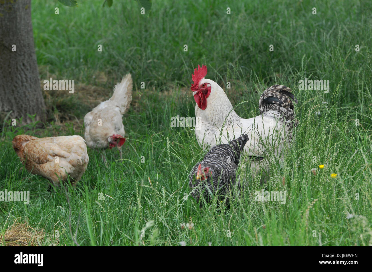Free Range Chickens Stock Photo Alamy chickens-for-sale