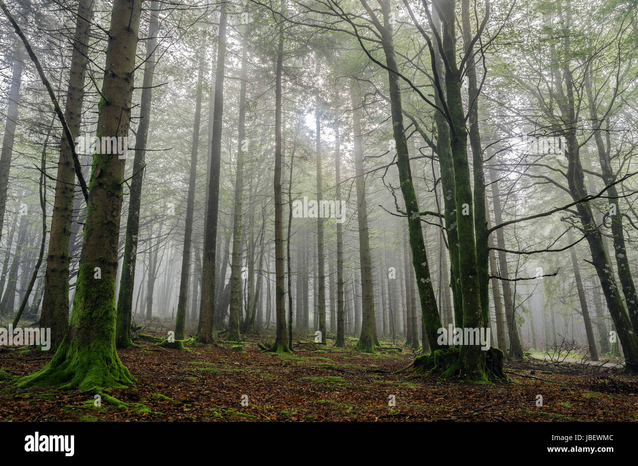 Beautiful nature photography inside the fores in Spain. The fog is adding mysticle atmosphere in this otherwhise boring forest, beautiful sun rays are cutting the fog and make the picture more dramatic. Stock Photo