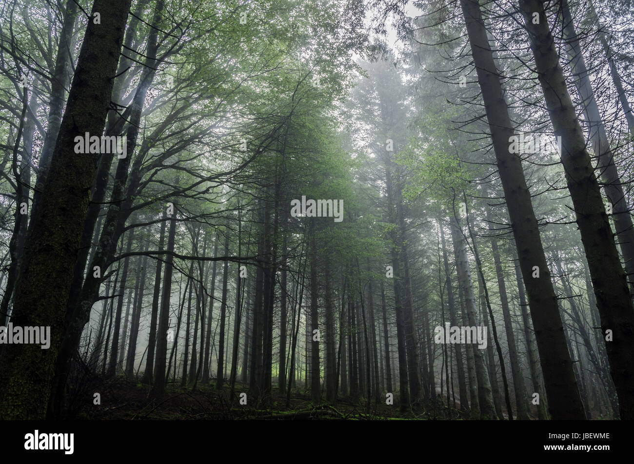 Beautiful nature photography inside the fores in Spain. The fog is adding mysticle atmosphere in this otherwhise boring forest, beautiful sun rays are cutting the fog and make the picture more dramatic. Stock Photo