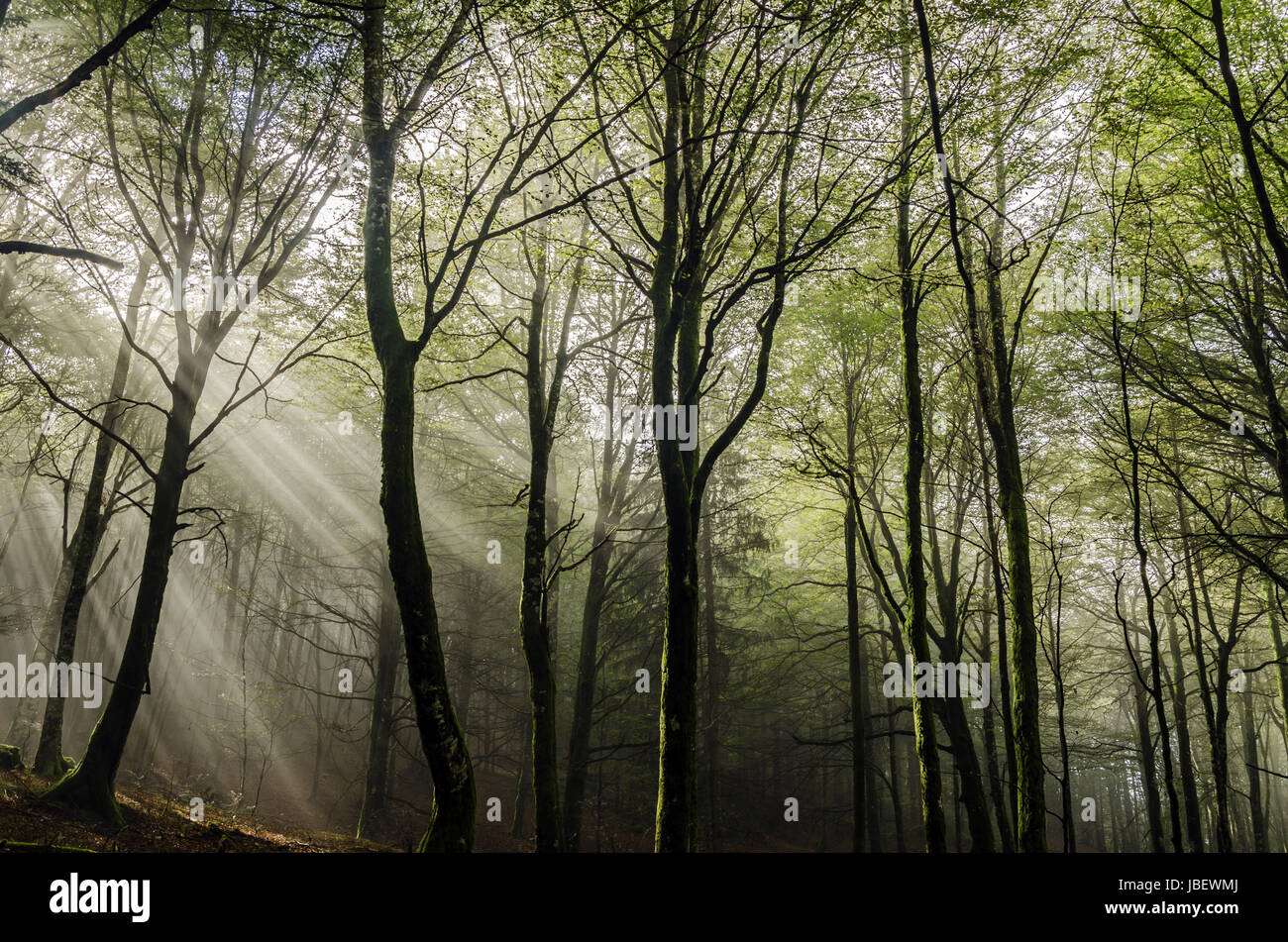 Beautiful nature photography the fores Spain. The fog is adding mysticle atmosphere in this otherwhise boring forest, beautiful sun rays are cutting the fog and make the more dramatic
