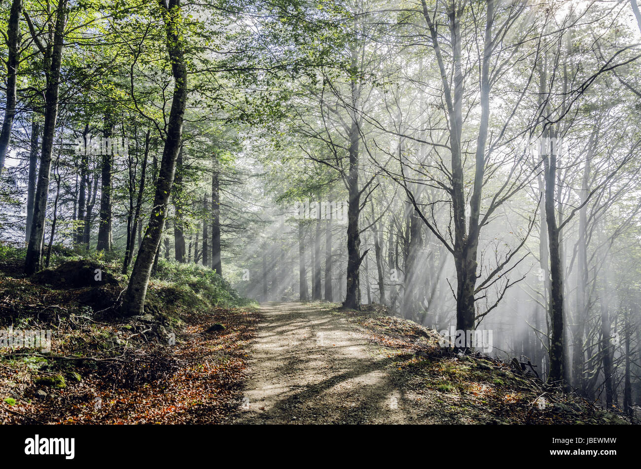 Beautiful nature photography inside the fores in Spain. The fog is adding mysticle atmosphere in this otherwhise boring forest, The road tru the forest is making the picture more dramatic. Stock Photo