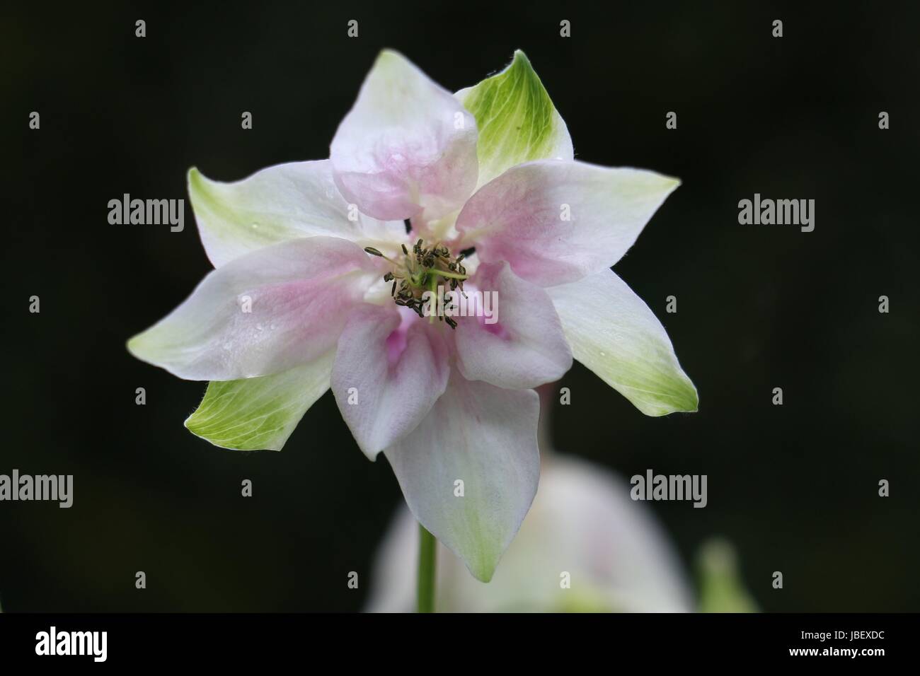 Pink and white Aquilegia flower, Columbine or Grannys Bonnet with white and green sepals flowering in summer, England on a dark background. Stock Photo