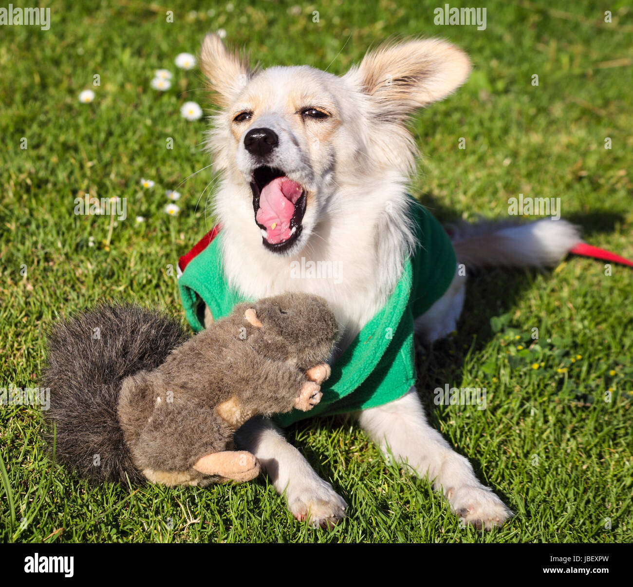 Puppy with toy squirrel Stock Photo