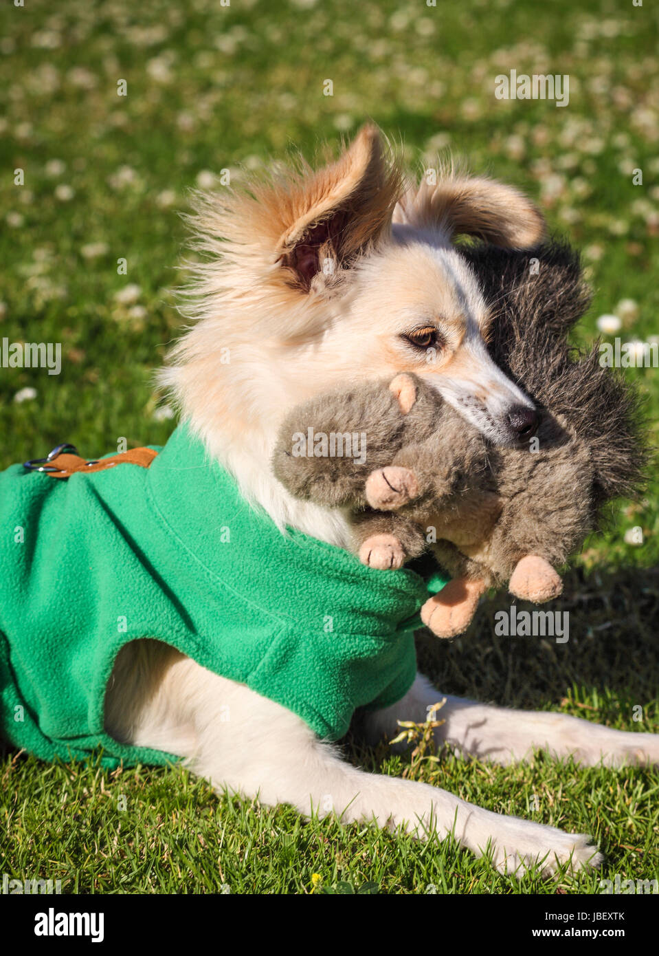 Puppy wearing fleece vest holds toy squirrel Stock Photo