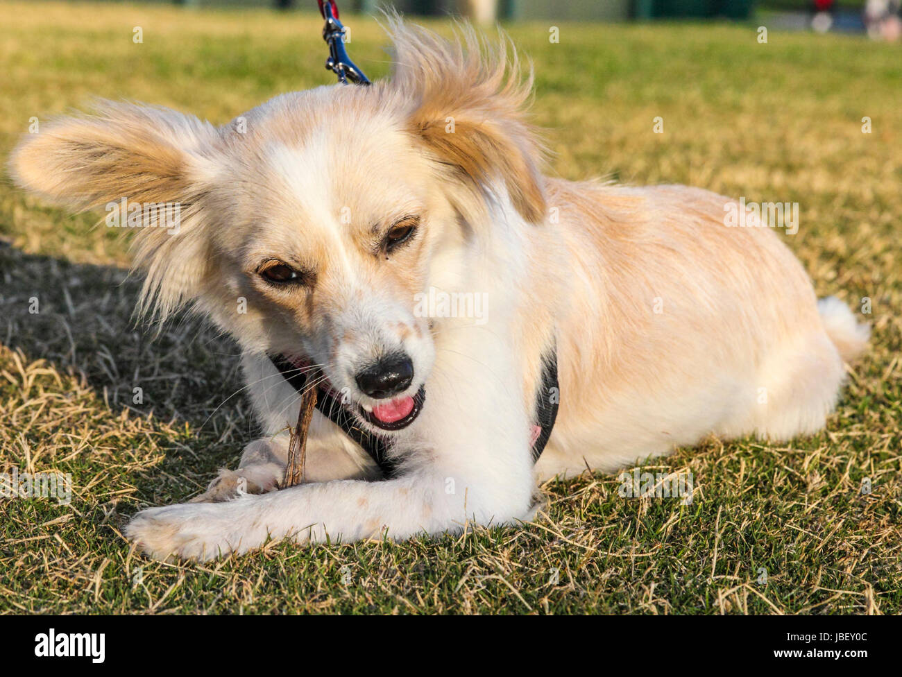 Puppy chewing stick Stock Photo Alamy