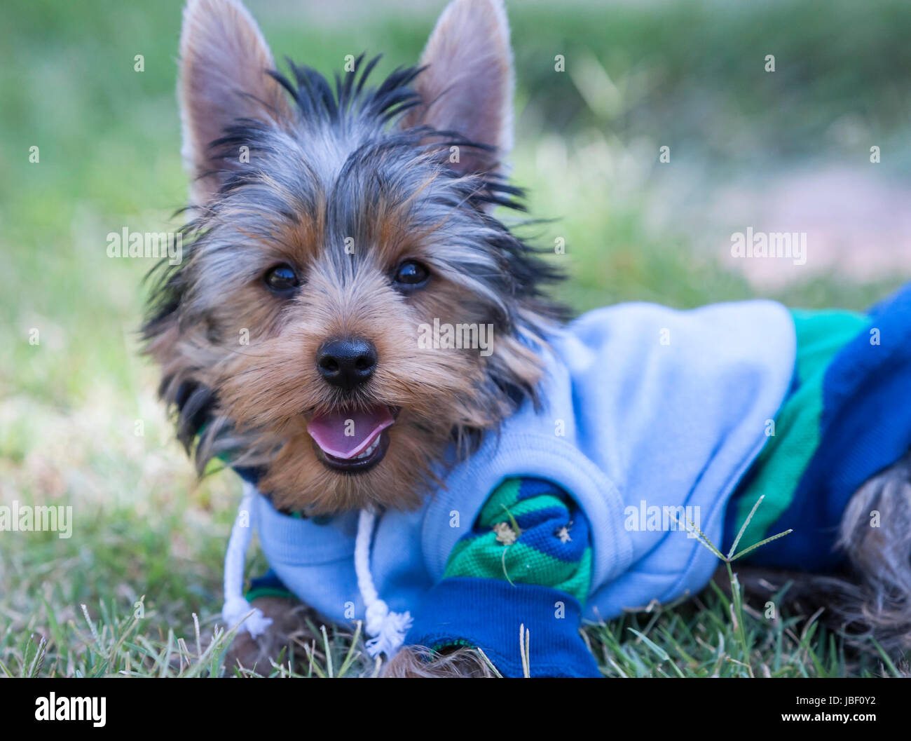 Yorkshire Terrier Dog Stock Photo Alamy