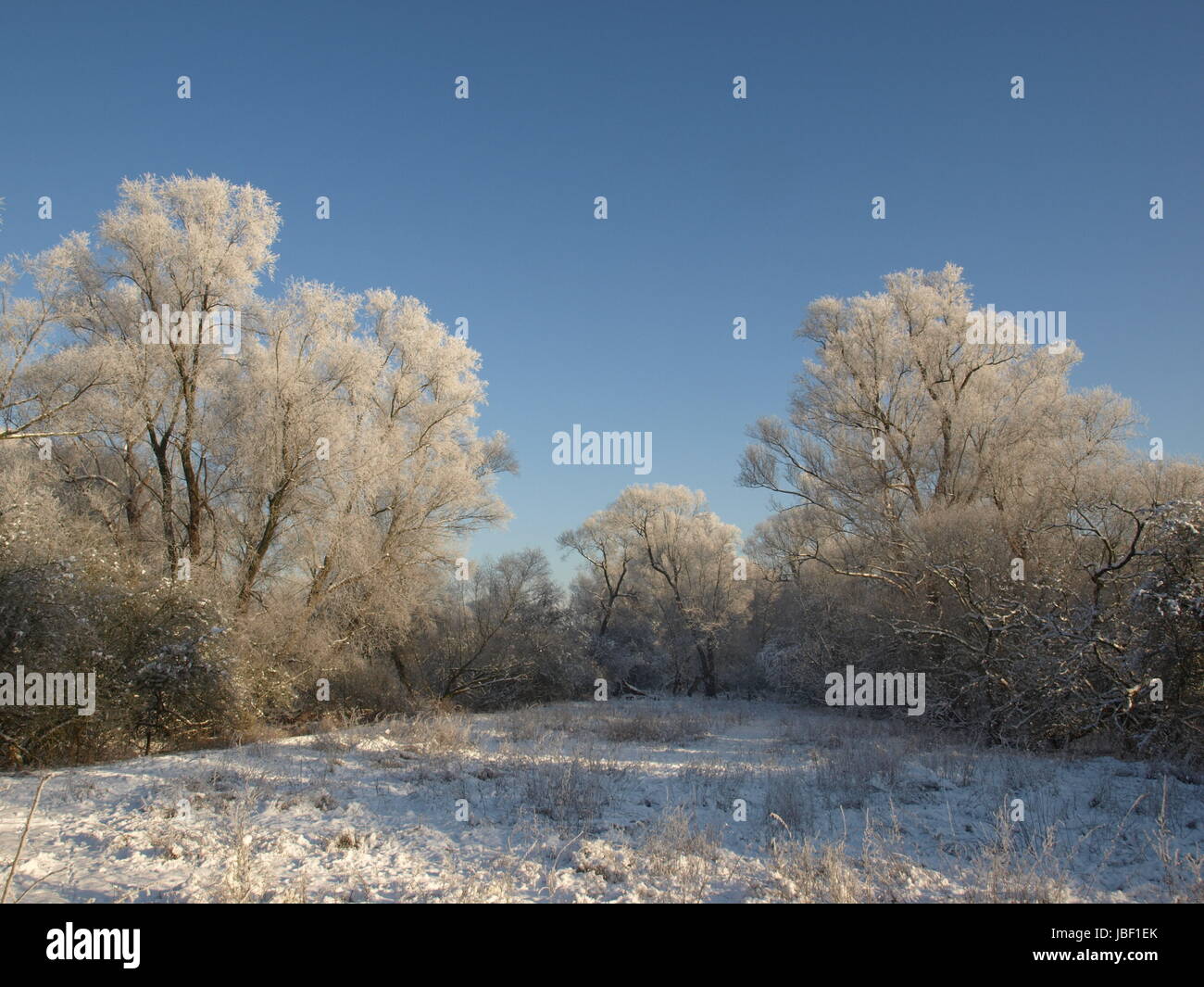 snow willow Stock Photo
