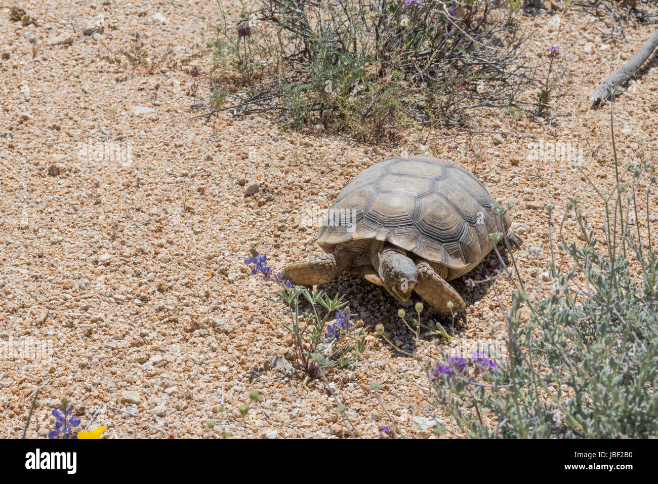 Desert Tortoise Crosses Brush in Joshua Tree Stock Photo