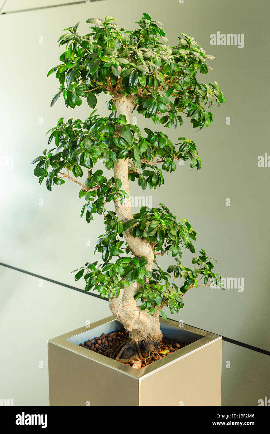 Miniature ficus tree - bonsai Japanese traditional art in interior of modern office Stock Photo