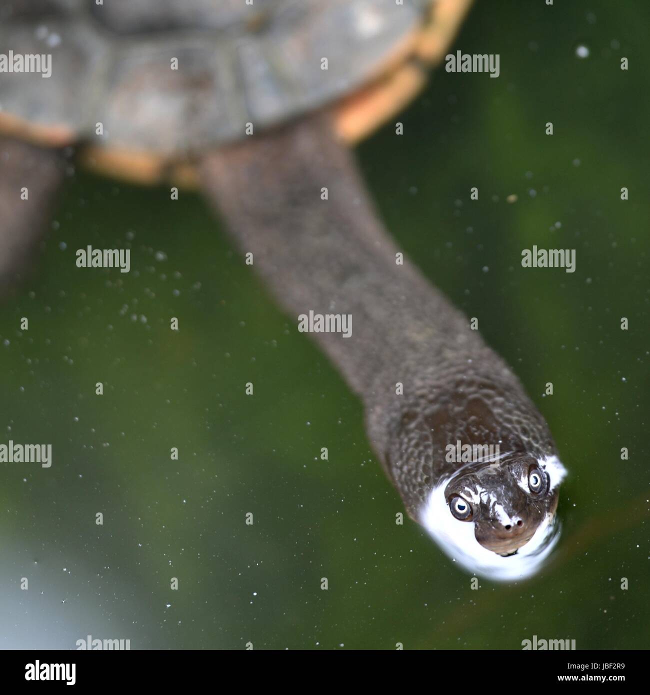 A close up shot of an Australian Murray River Turtle or Short Neck Turtle Stock Photo Alamy