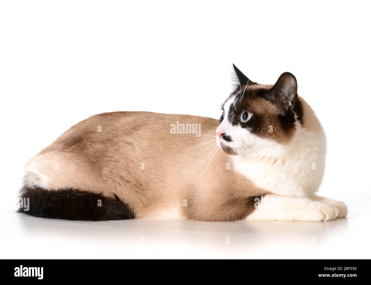 ragdoll cat laying down isolated on white background Stock Photo - Alamy