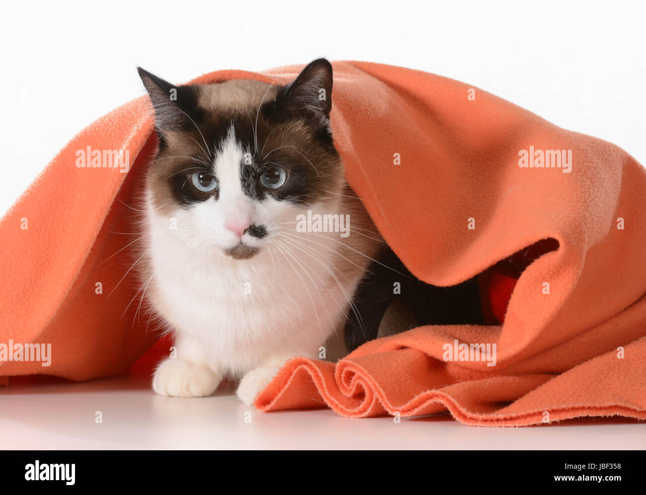 cat hiding under covers ragdoll sitting under orange blanket on white