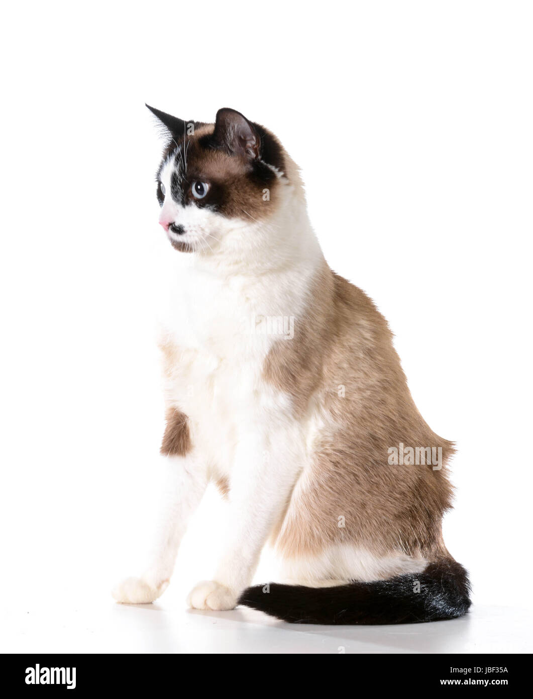 ragdoll cat sitting isolated on white background Stock Photo - Alamy