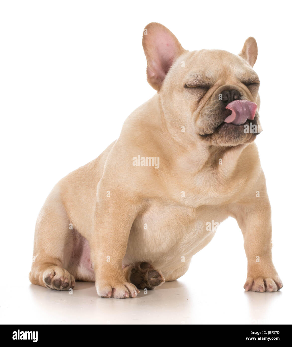 dog licking lips french bulldog licking lips isolated on white