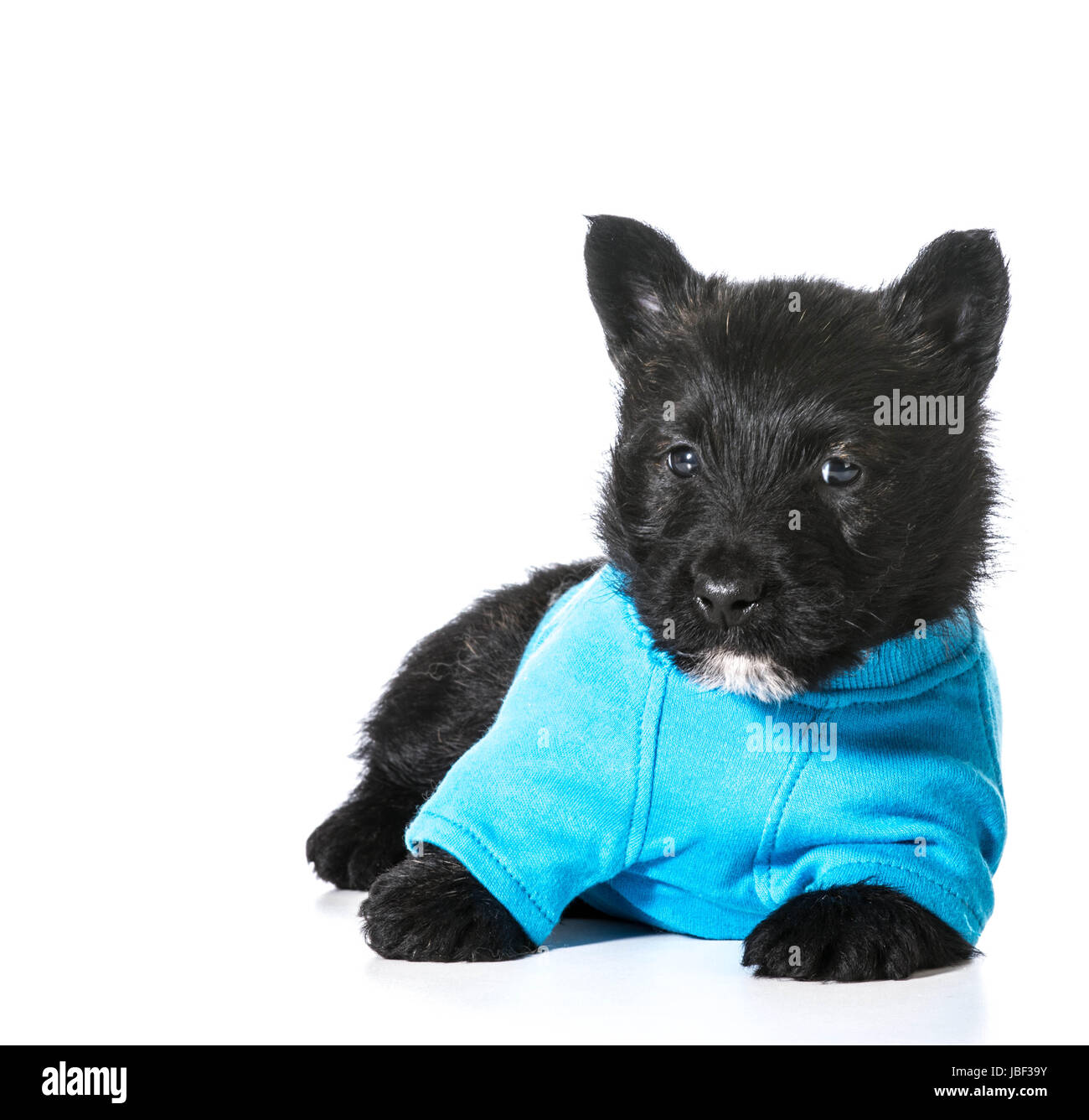 Wee Blue Coo Geburtstagskarte – Scottish Terrier Motiv, 17,5x12,5 Cm, Premium-Karton 280 G/m²