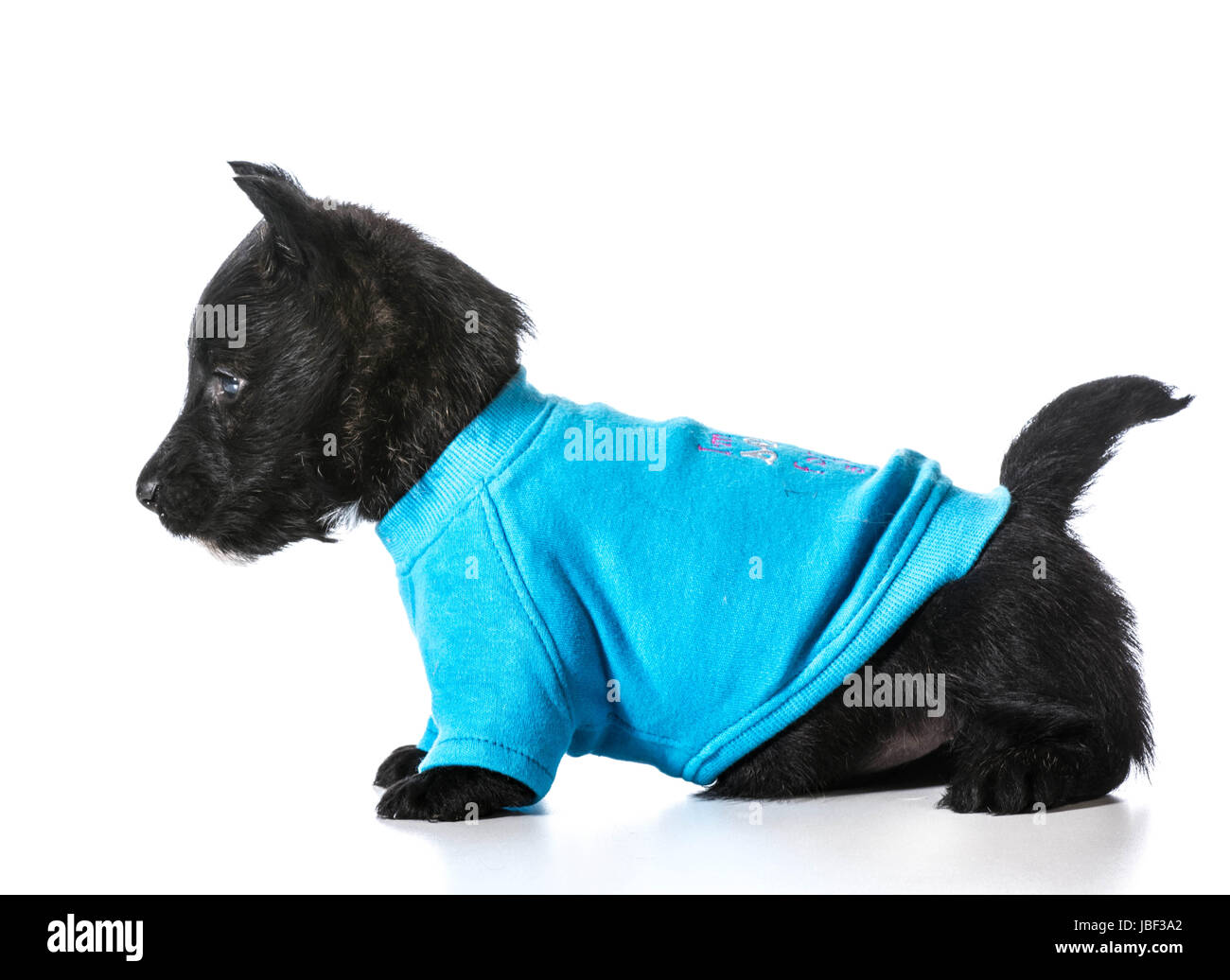 Scottish Terrier puppy wearing blue dog sweater isolated on white