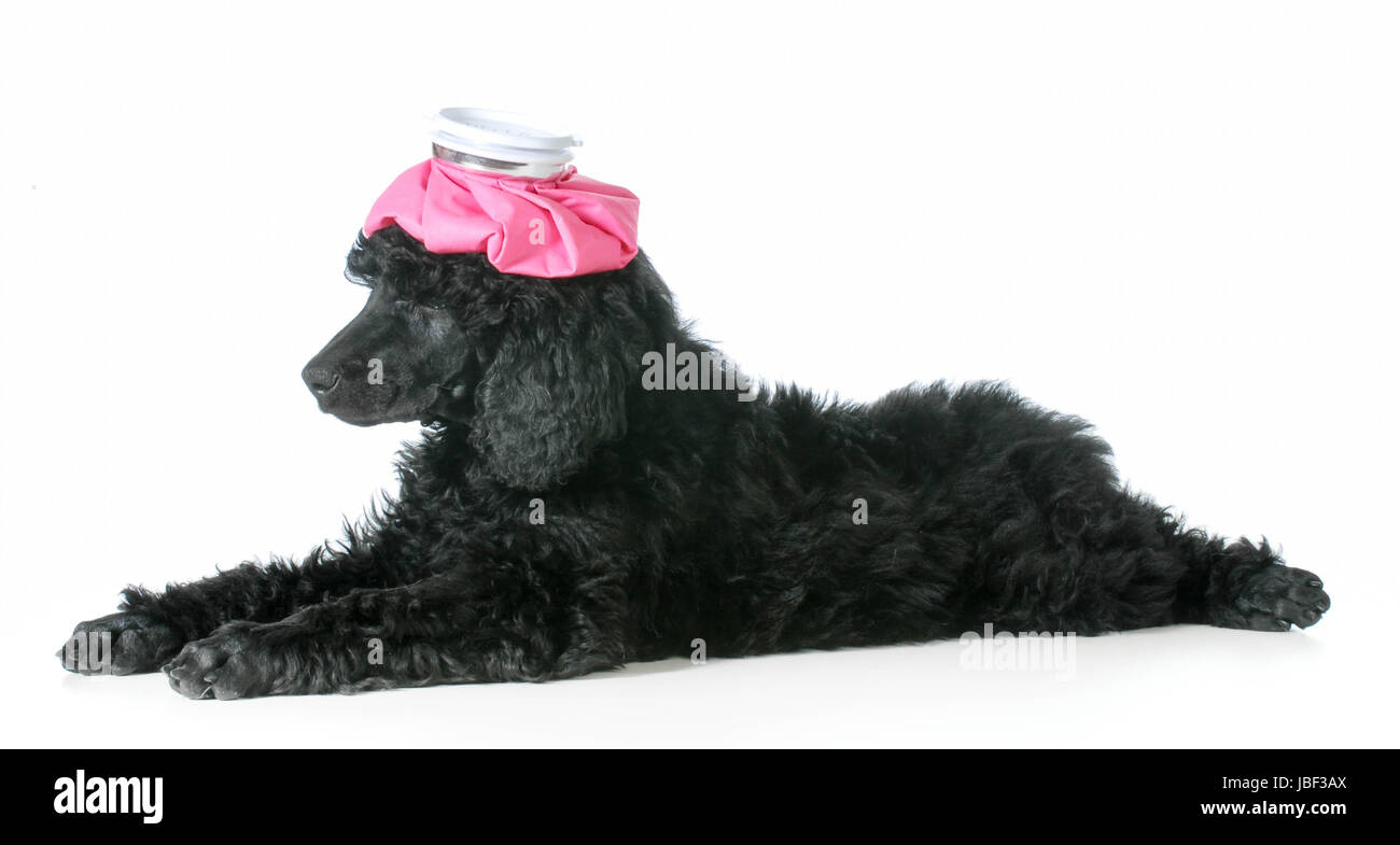 sick dog standard poodle puppy with hot water bottle one head isolated on white background