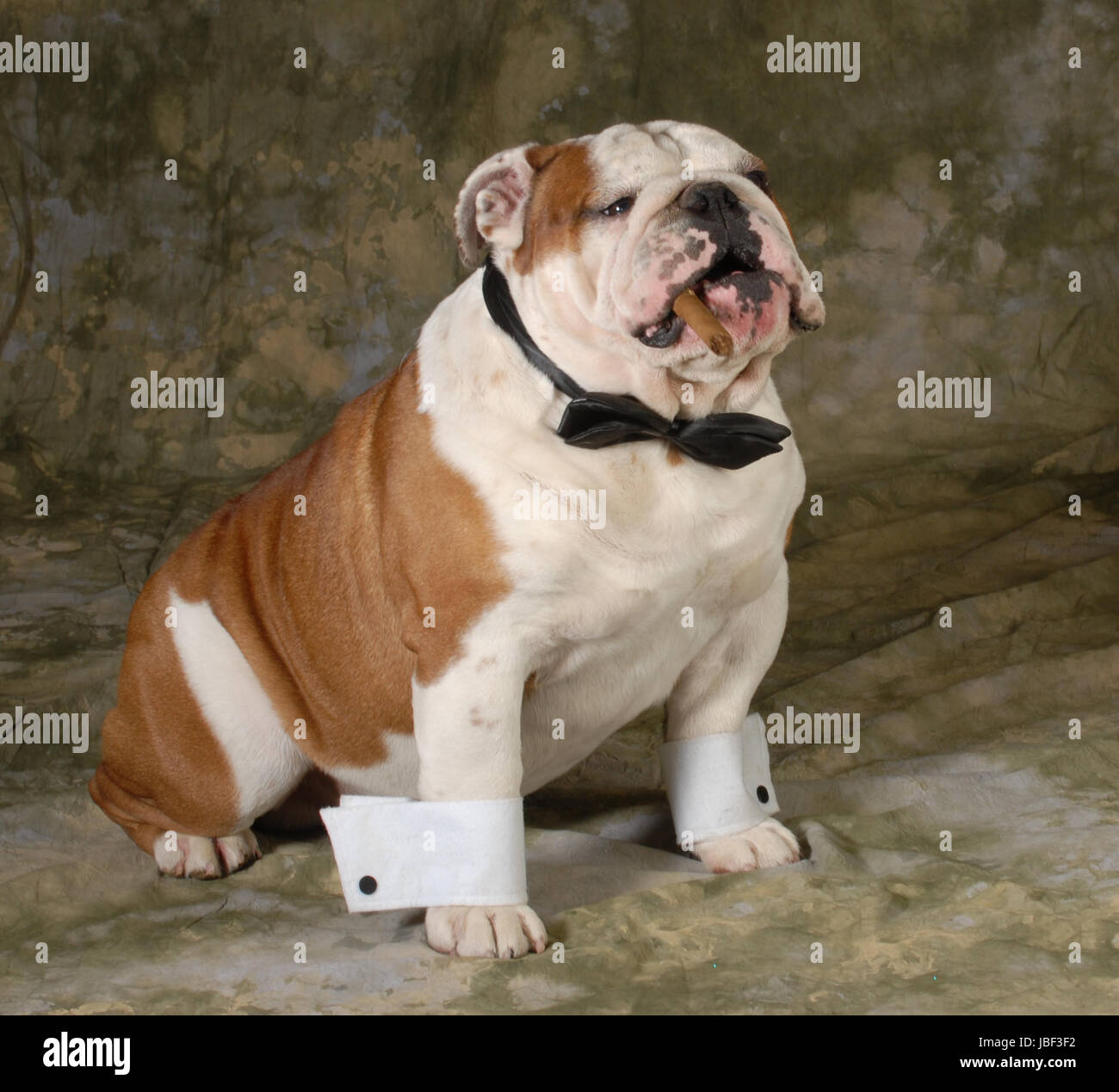 dog smoking cigar on green background english bulldog Stock Photo Alamy