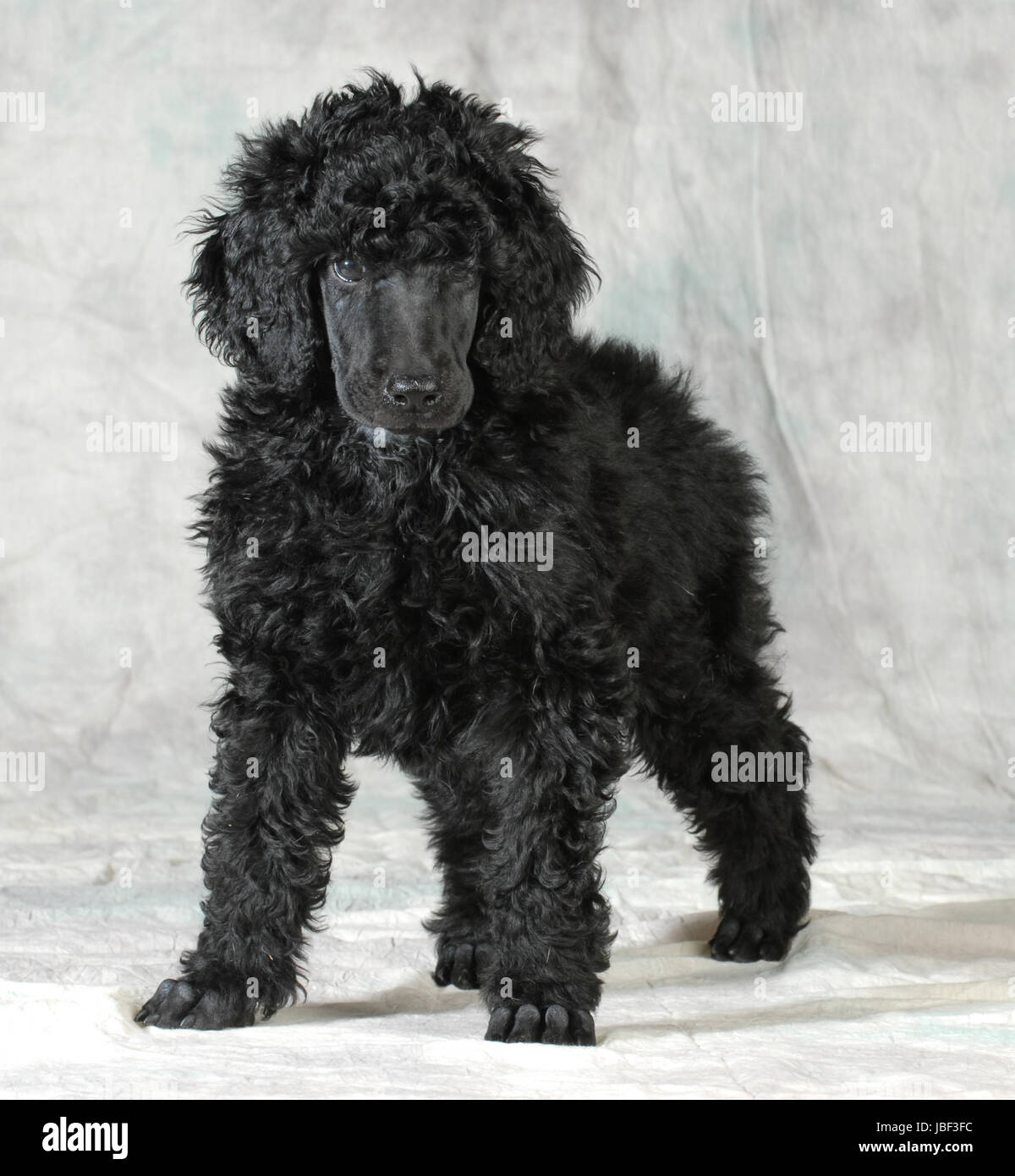 8 week old standard poodle sales