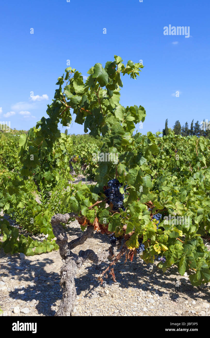 Weinstöcke in der Weinregion Südfrankreichs Stock Photo