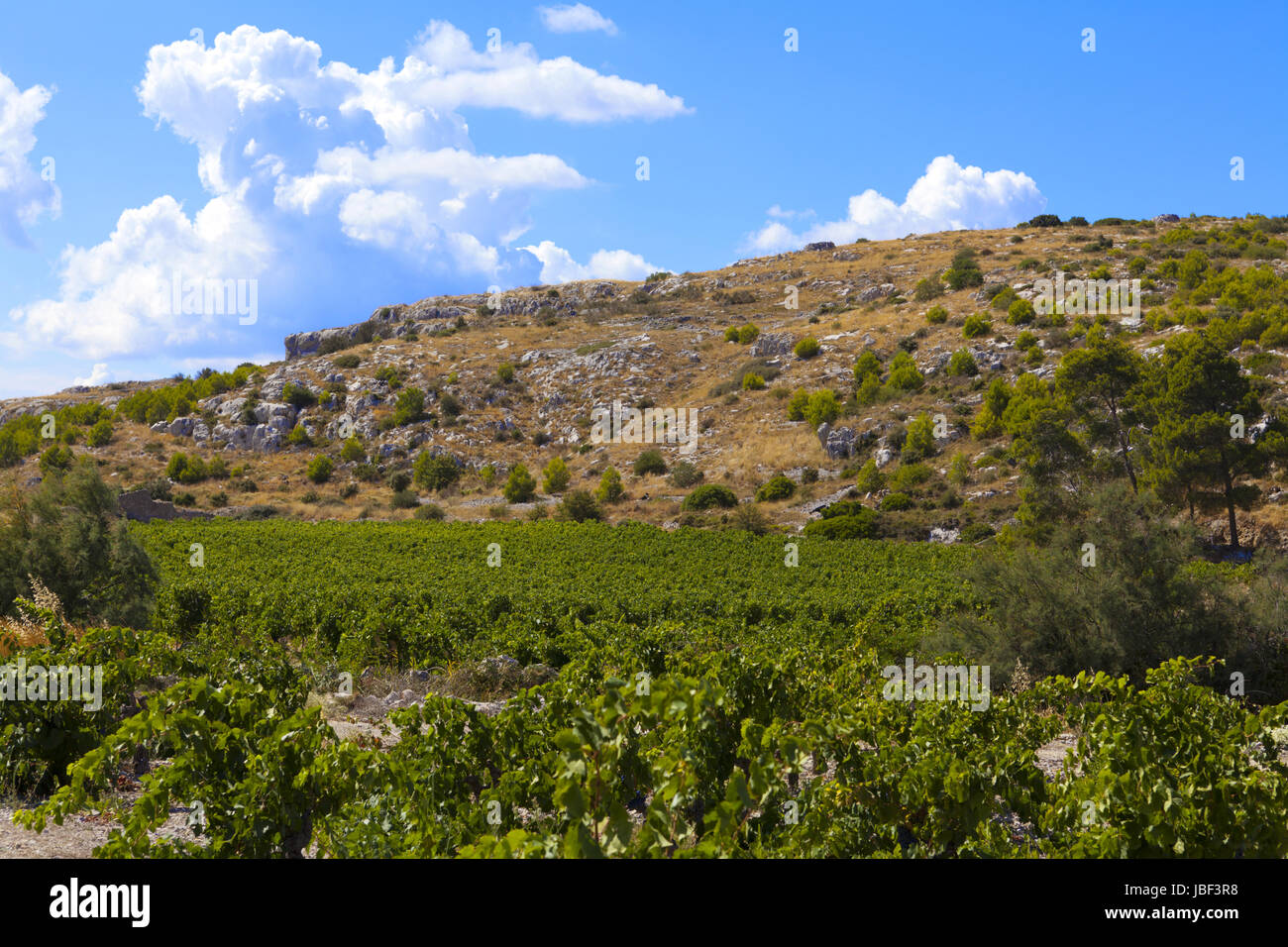 Weinstöcke an steinigen Hügeln in Frankreich Stock Photo