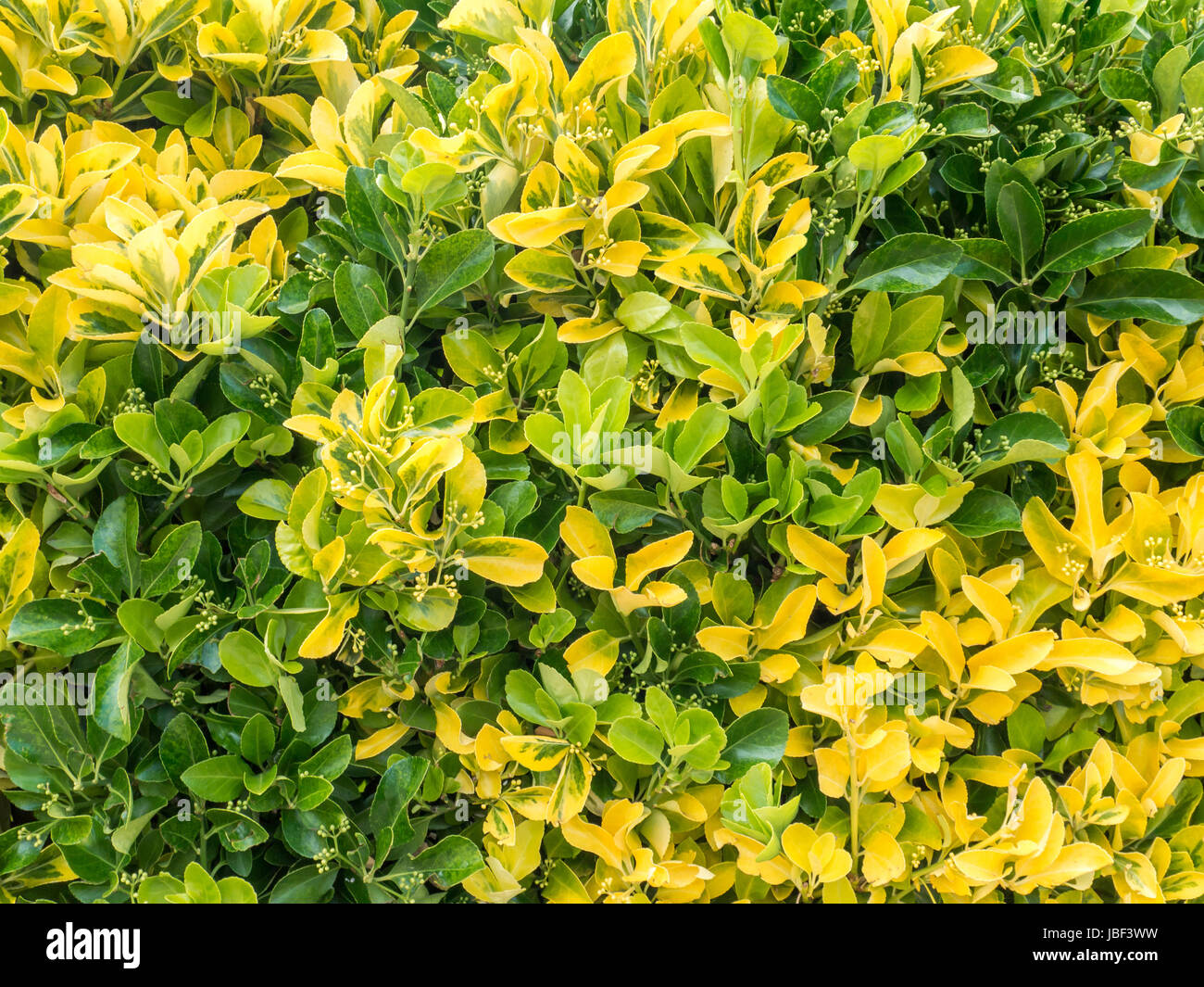 Variegated green and yellow golden euonymous bush hedge Stock Photo - Alamy