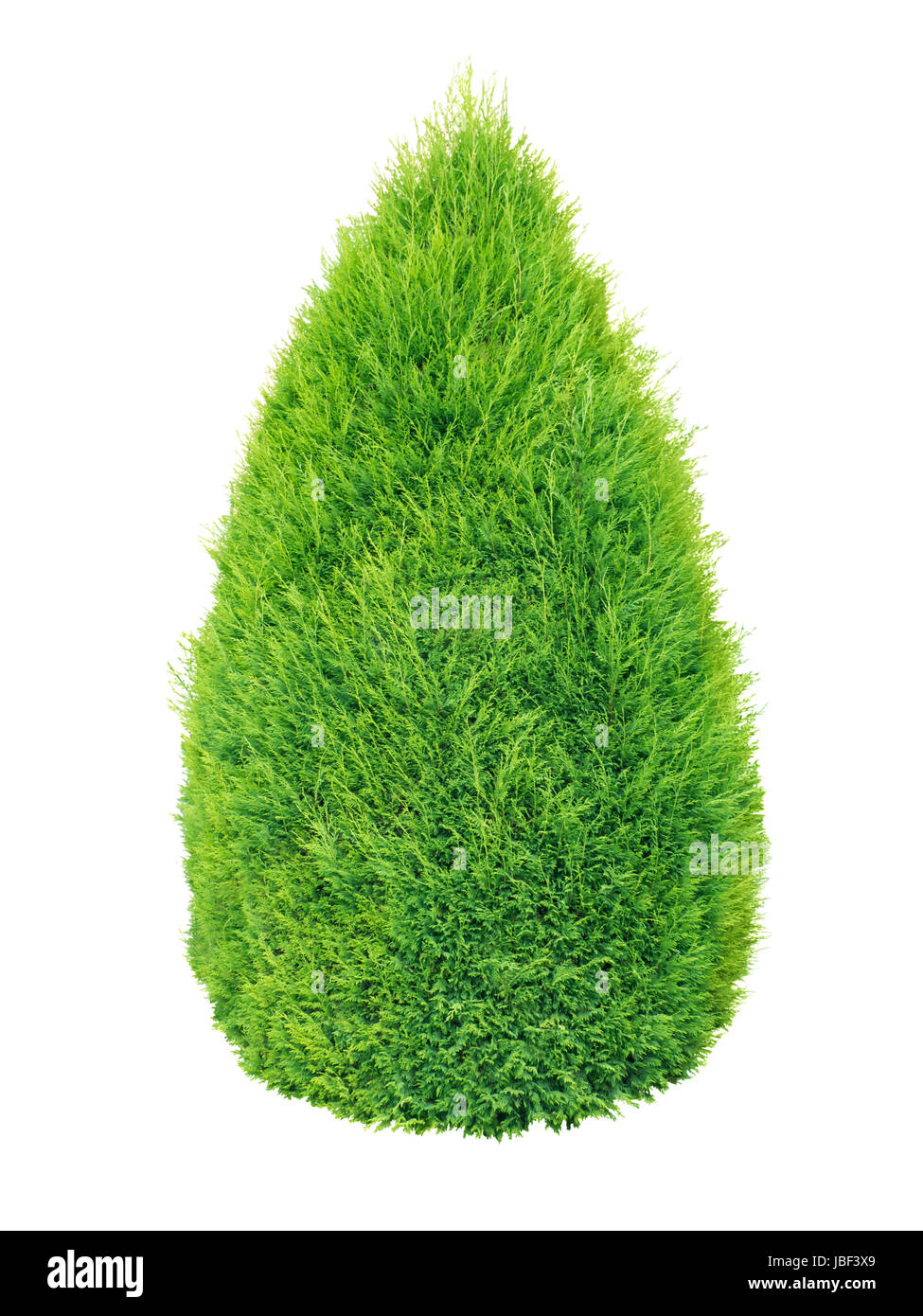Lush green thuja conic shrub isolated on white Stock Photo