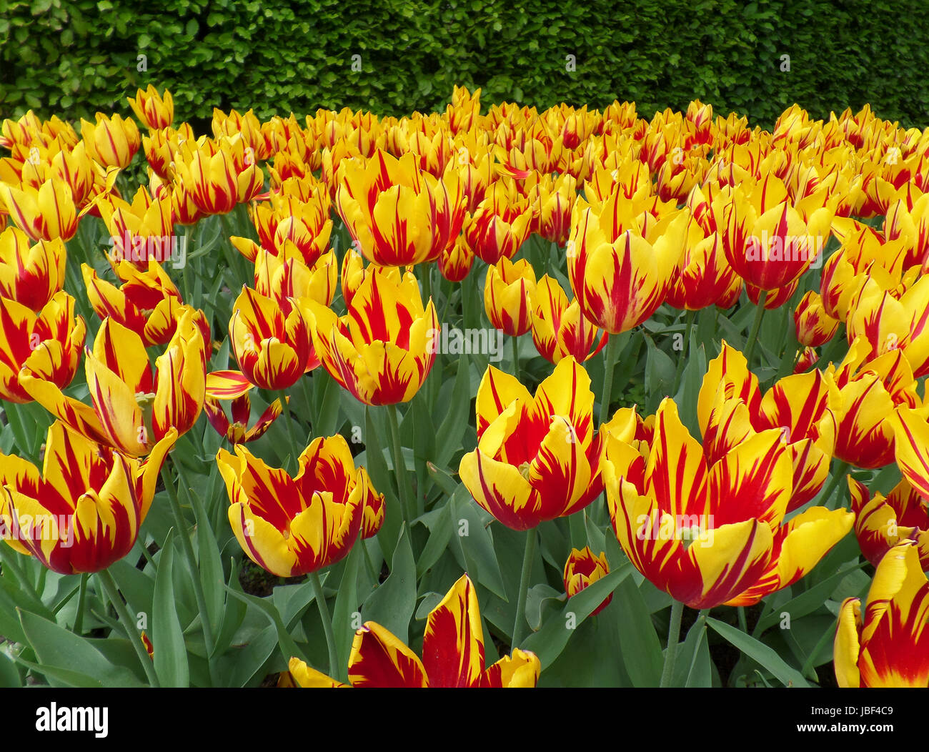 Uncountable vivid yellow with red accent blooming Tulip flowers with in the field, Keukenhof, Netherlands Stock Photo