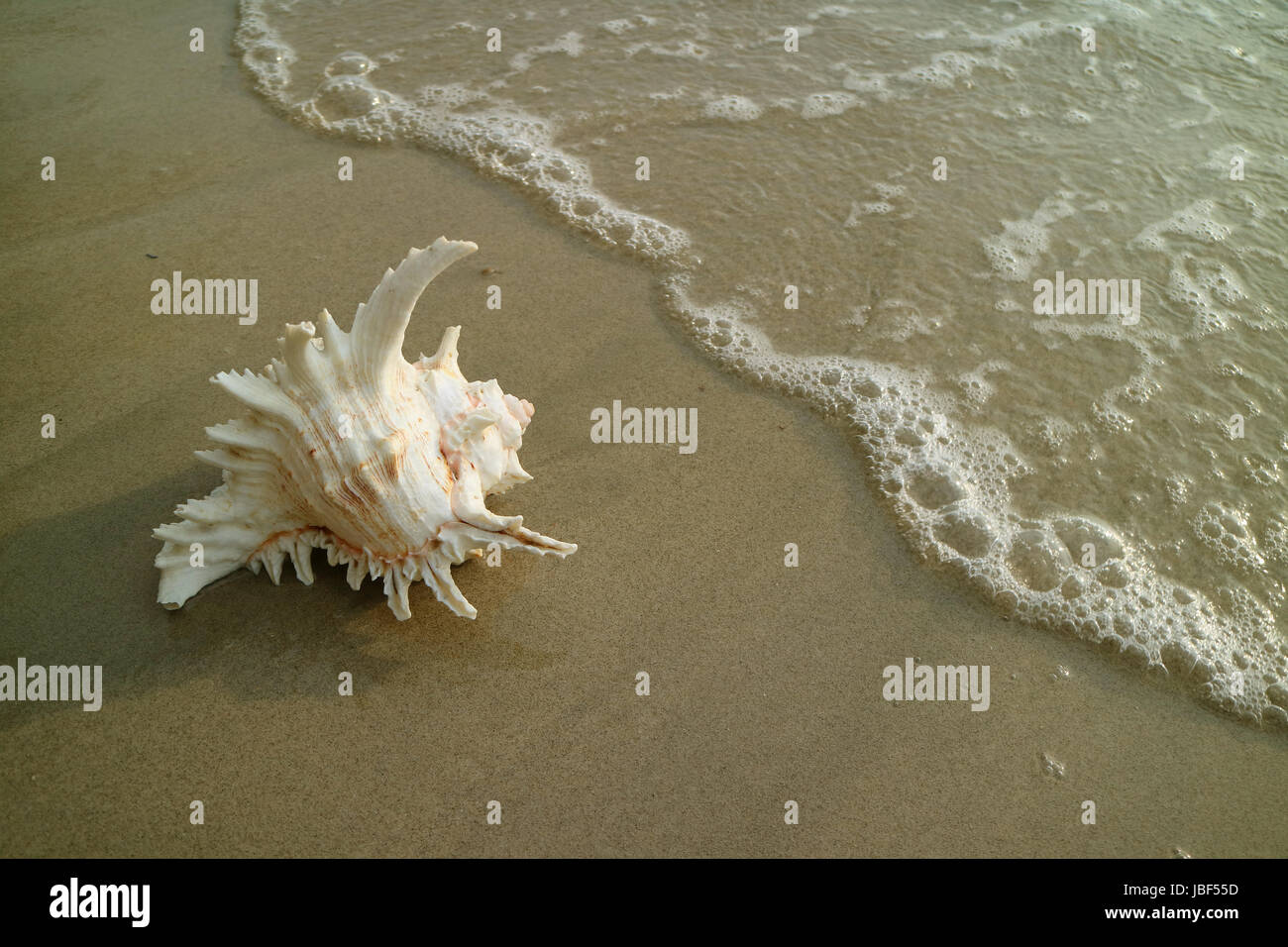 One Natural Seashell on the Beach approaching by Bubble of Sea Wave ...