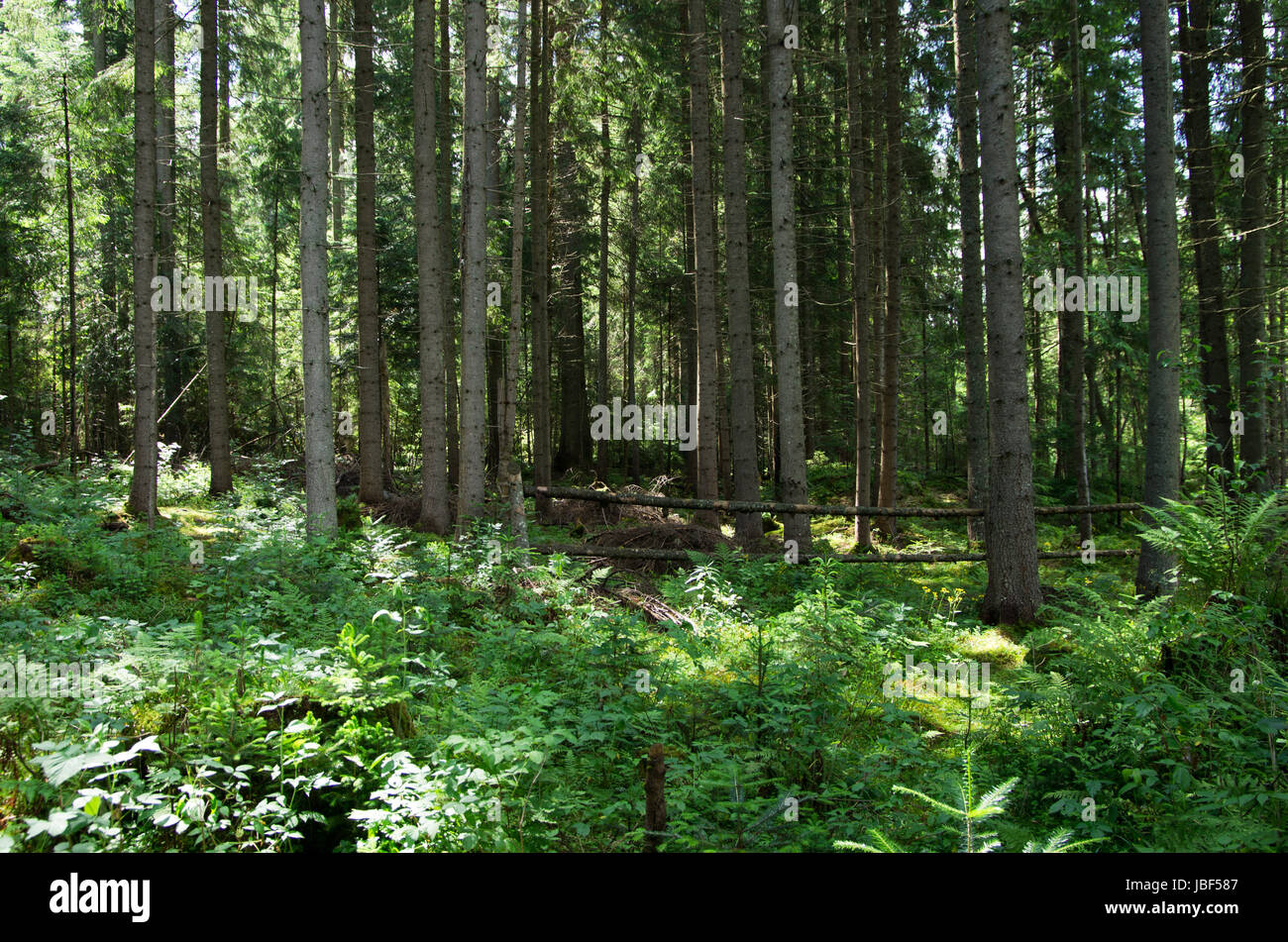 green forest background in a sunny day Stock Photo - Alamy