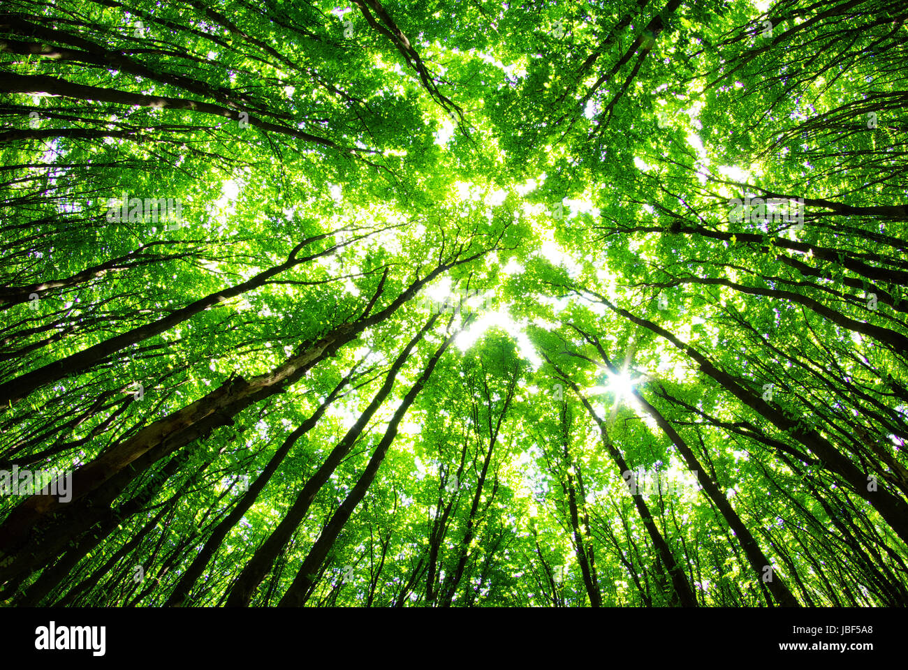 green forest background in a sunny day Stock Photo - Alamy