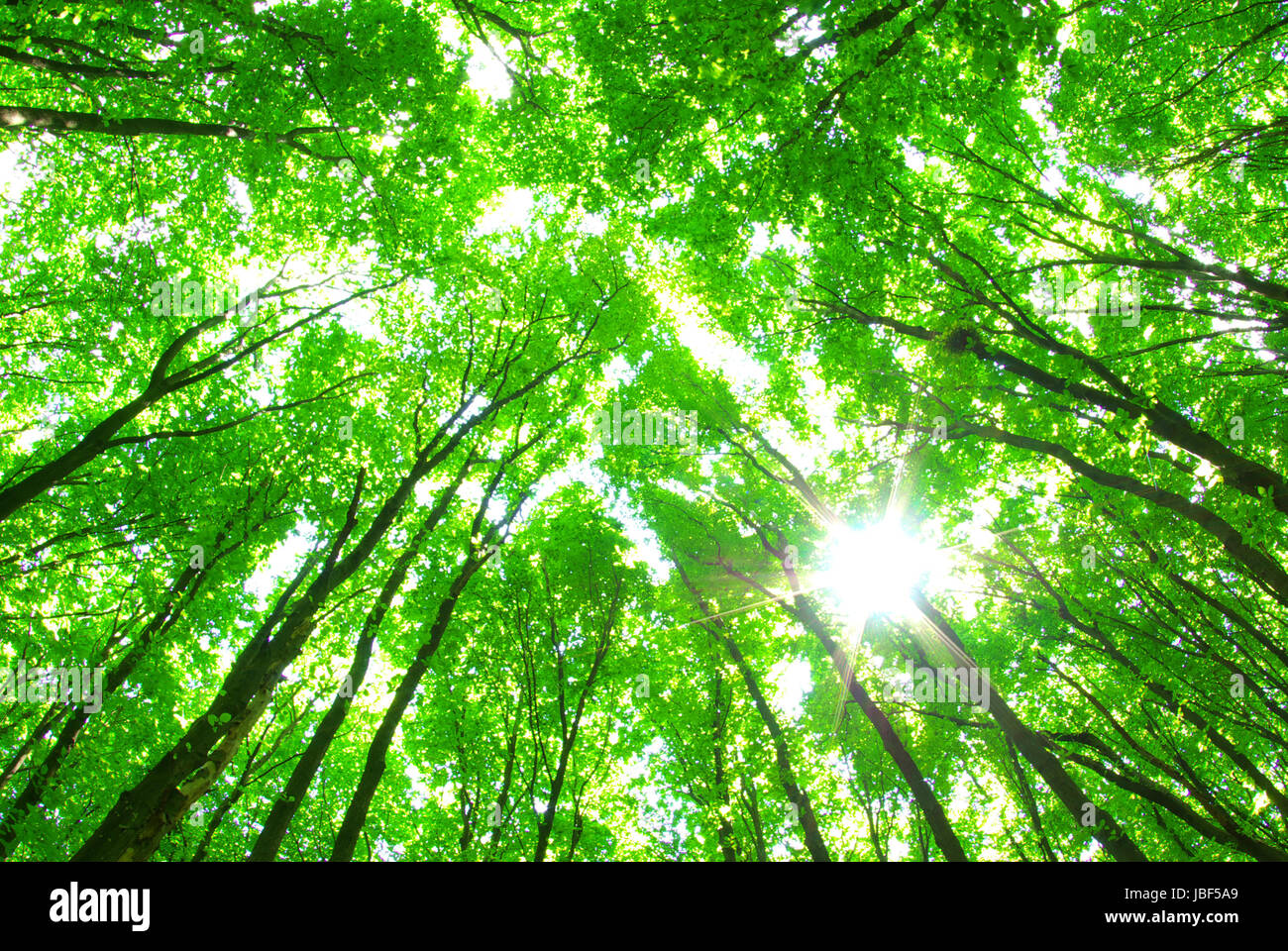 green forest background in a sunny day Stock Photo - Alamy