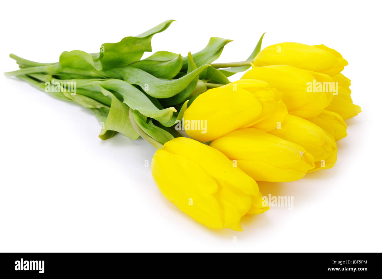 yellow tulips isolated on white background Stock Photo - Alamy