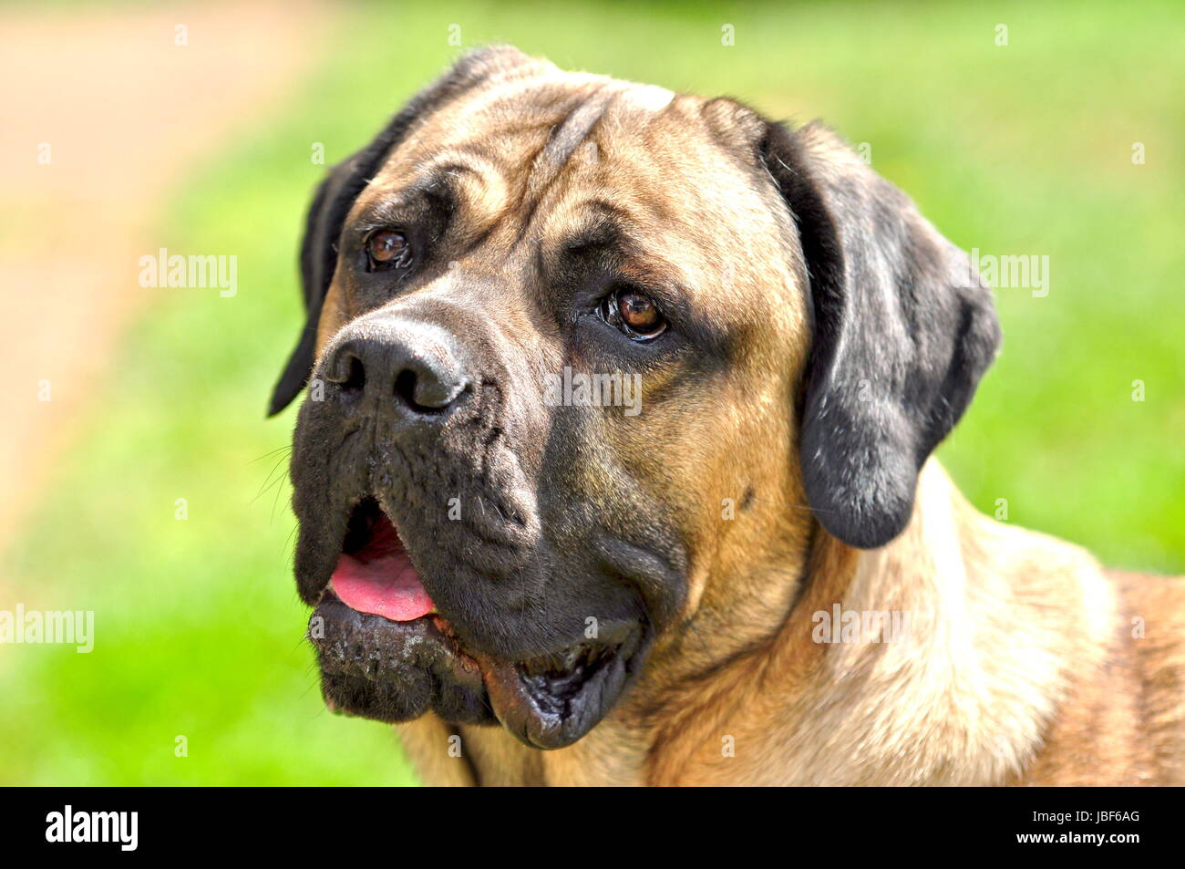 Molosser Hund High Resolution Stock Photography and Images - Alamy